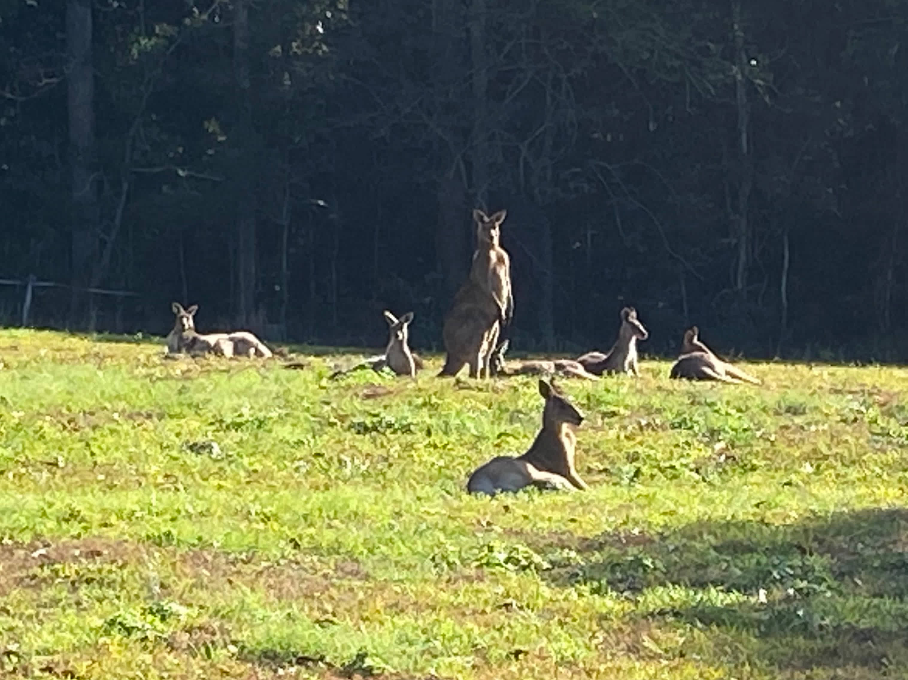 Aussie Camp