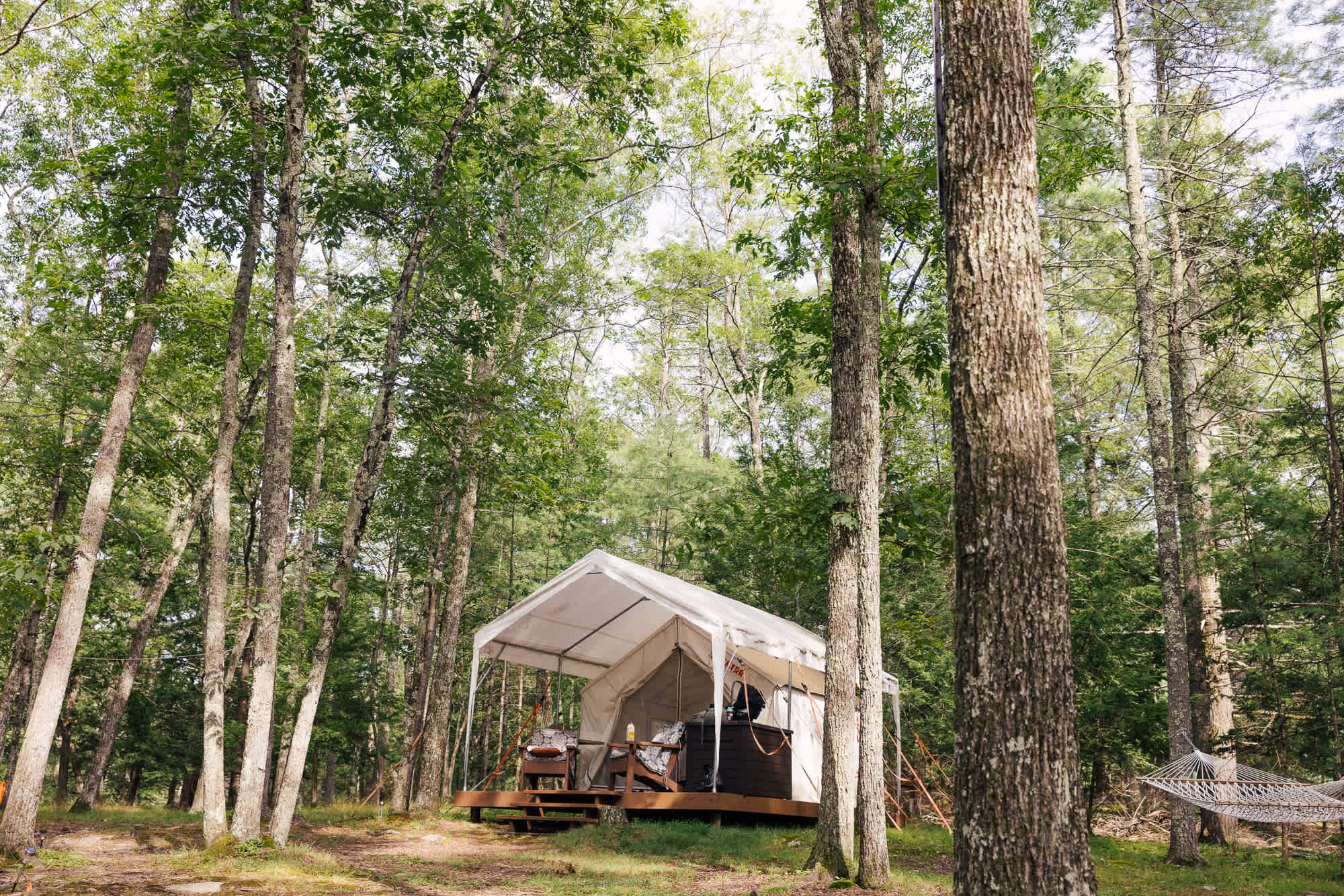 Lay of the land, home amidst the trees