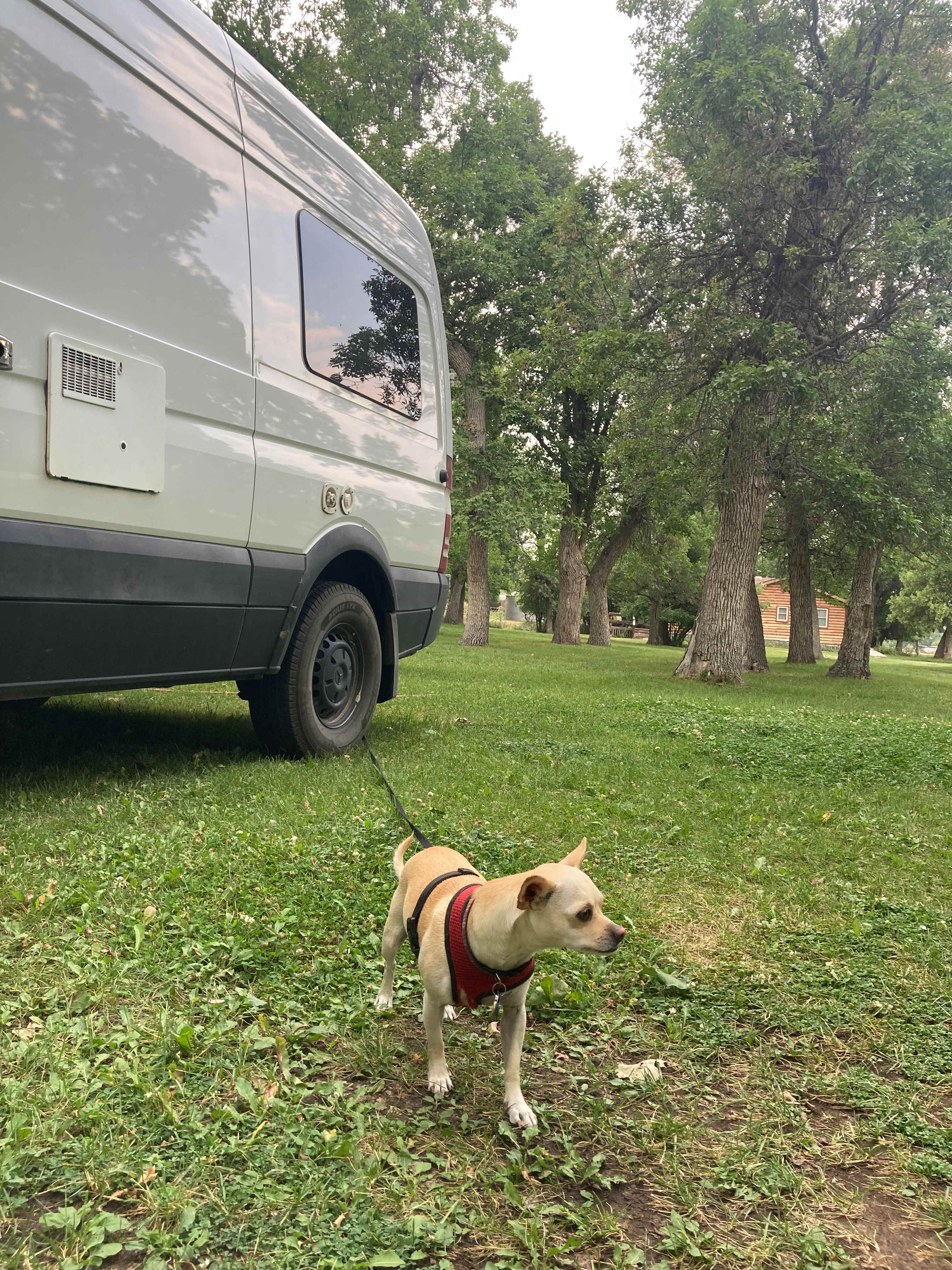Dog friendly 