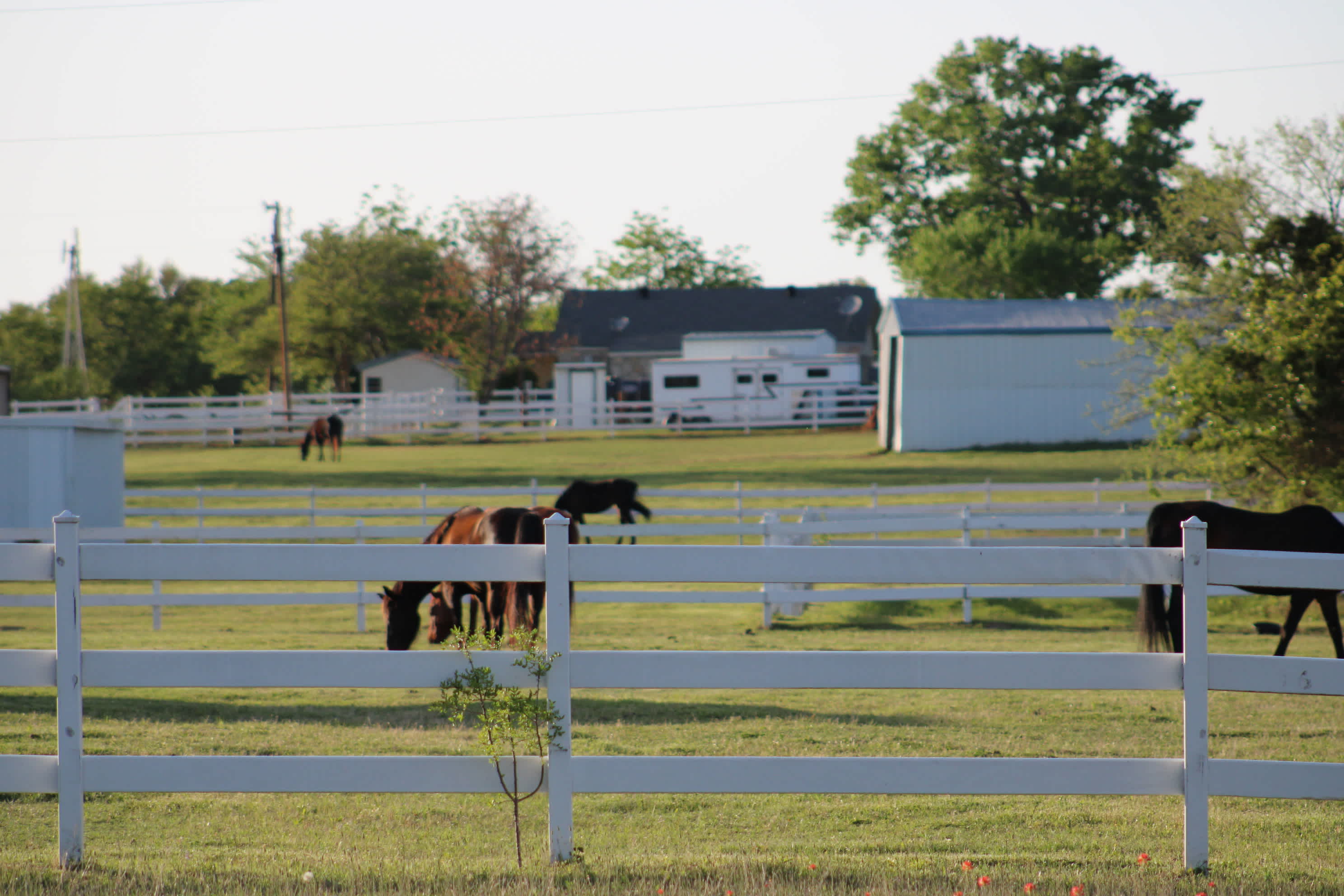 Quiet Horse farm with Baby Horses