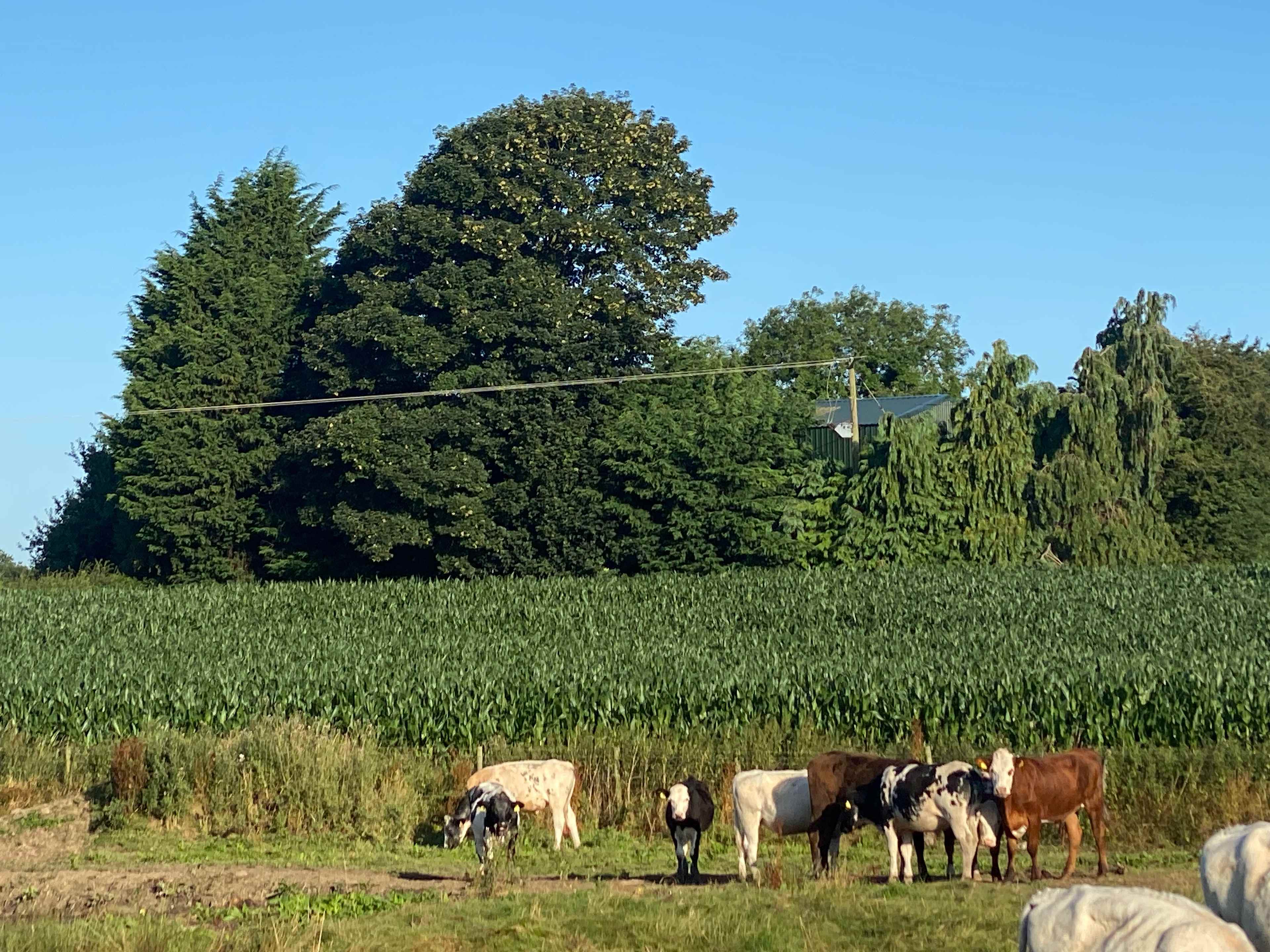 Fords Farm Glamping