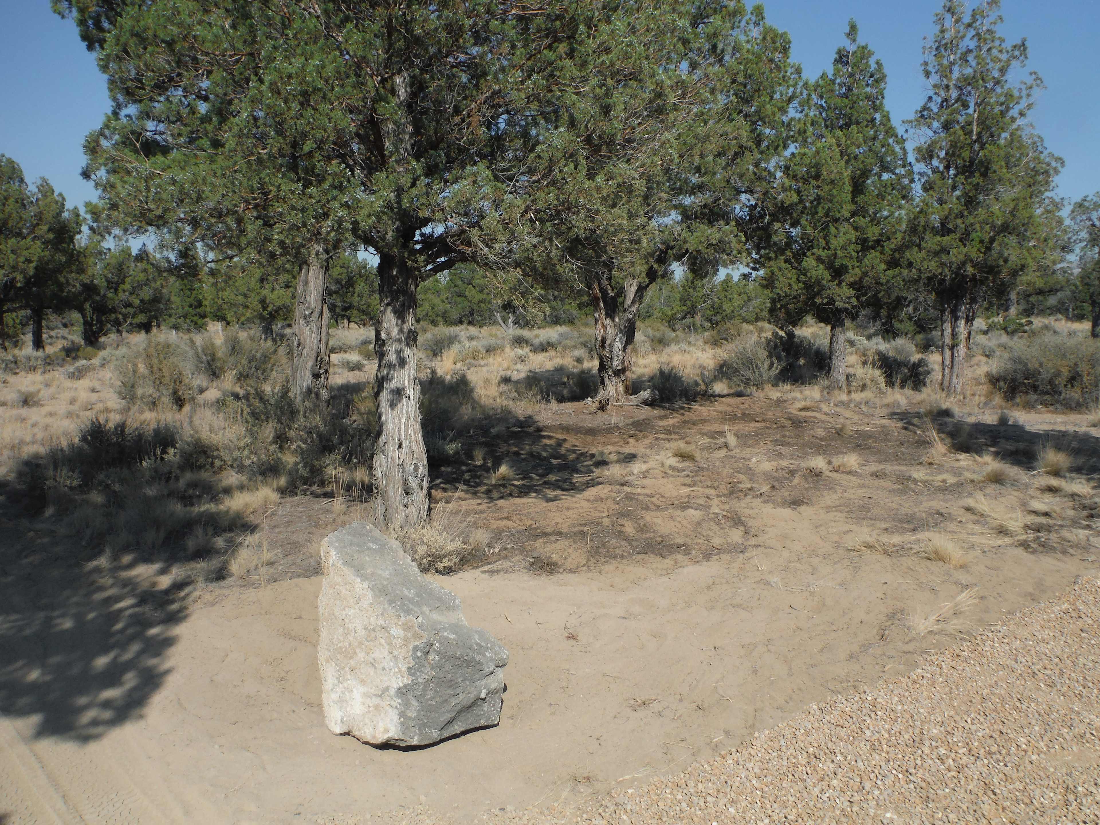 The Desert Rose camp