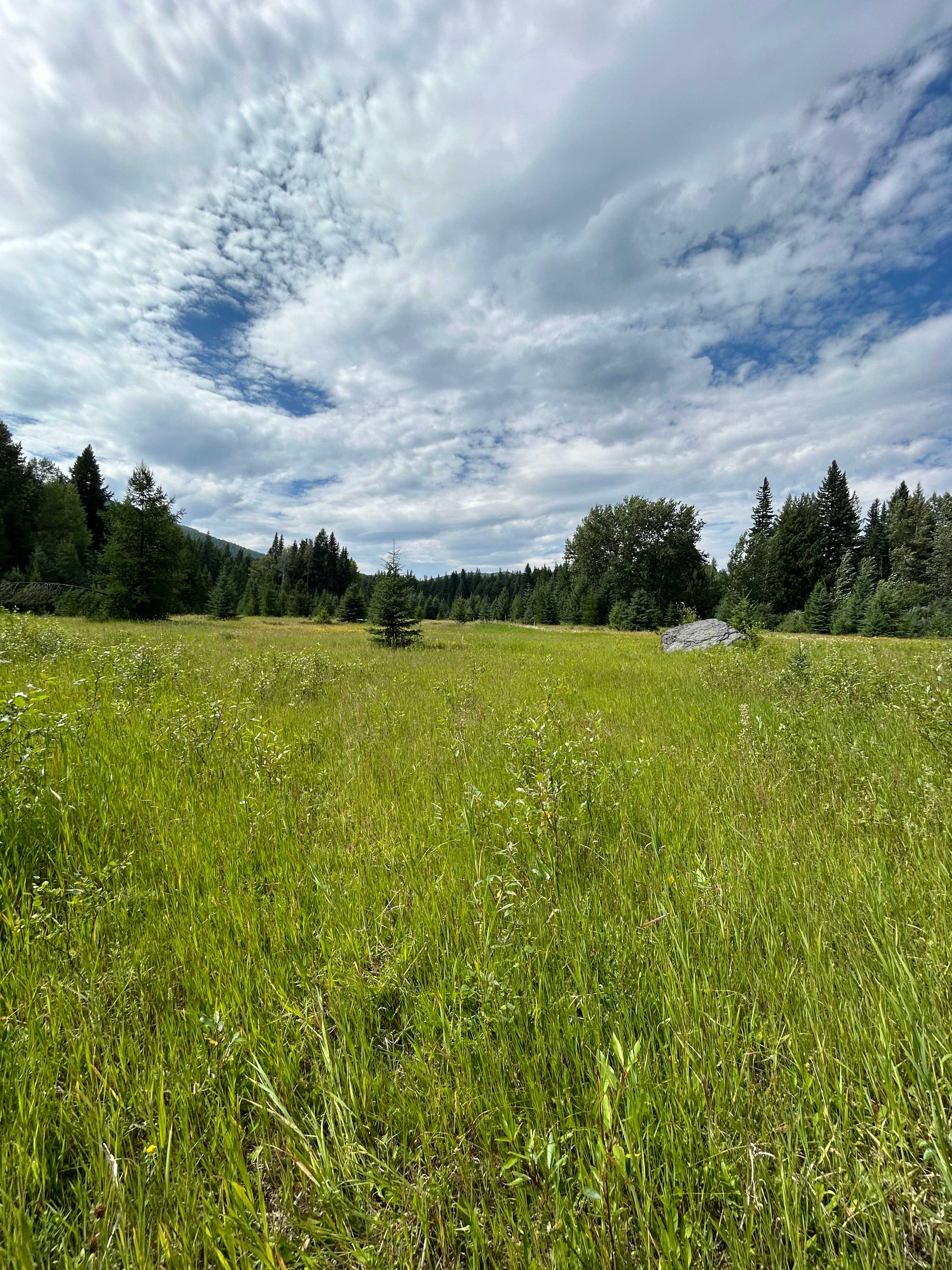 Good Creek Meadows