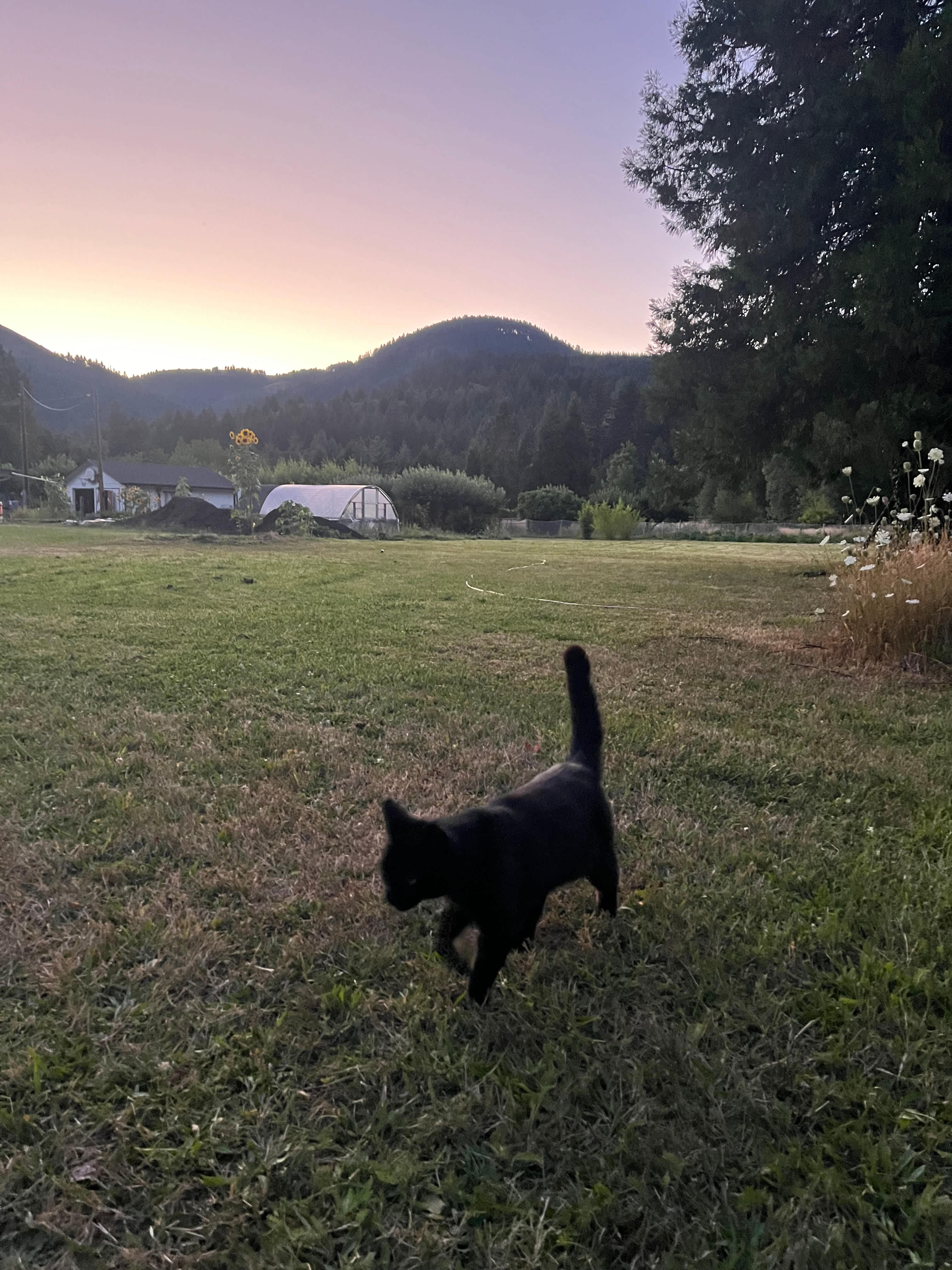 Suncatcher homestead