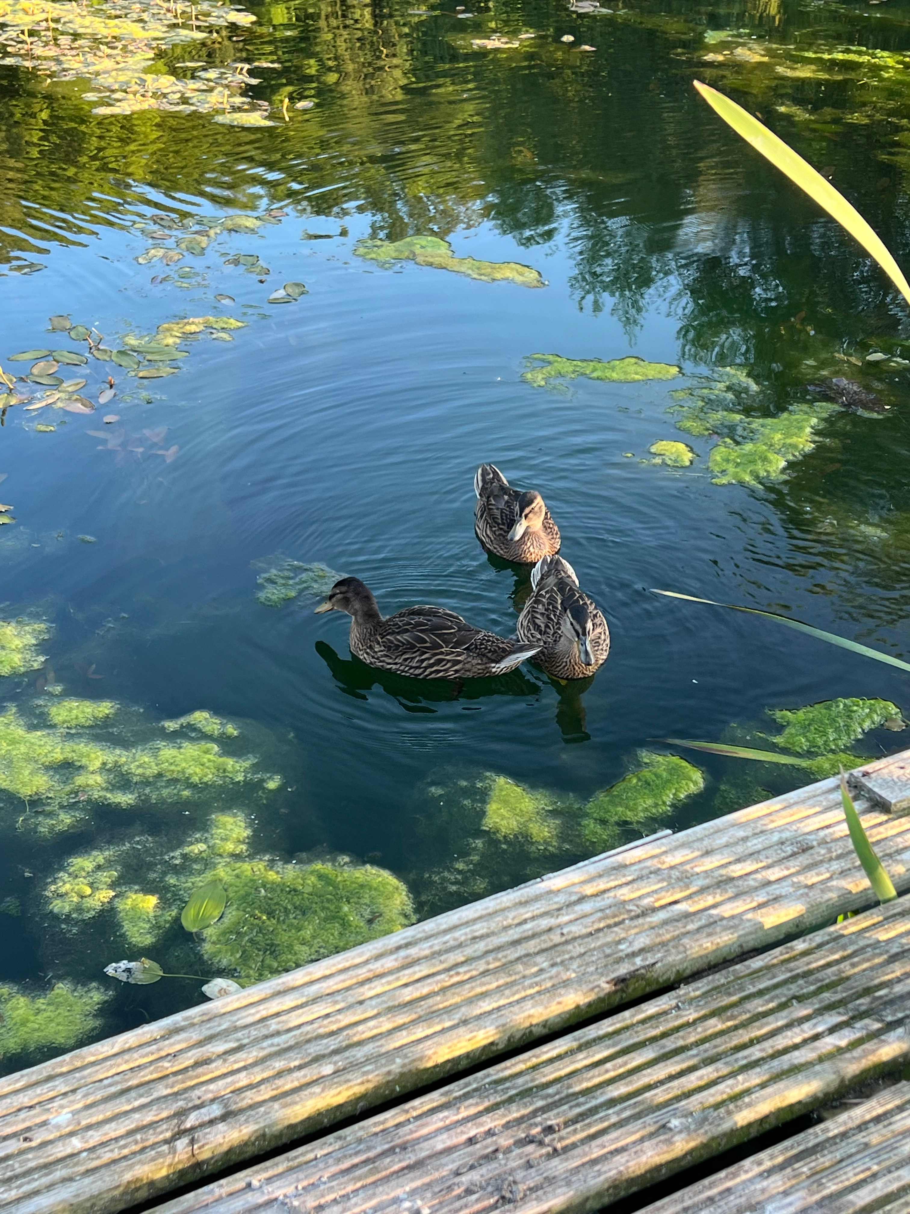 Dinner companions