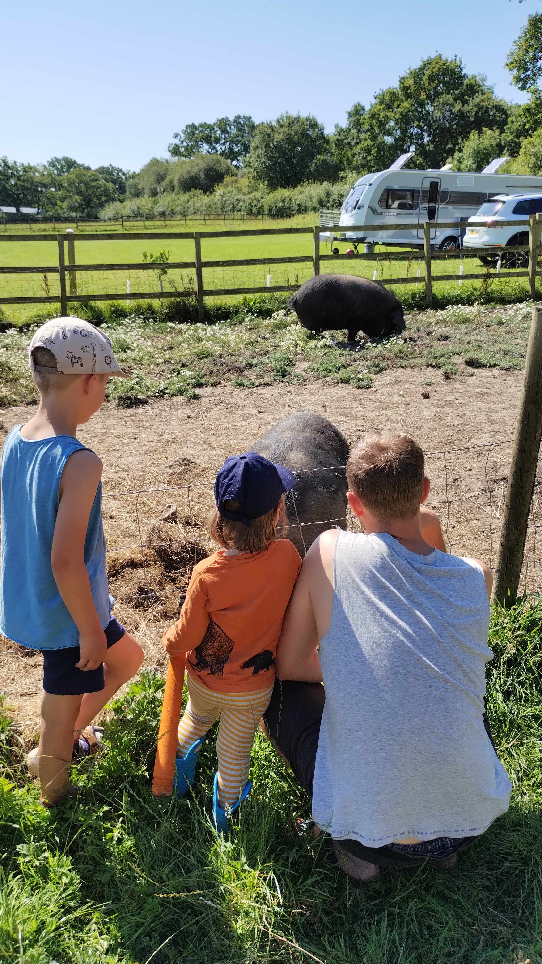 Stud Farm