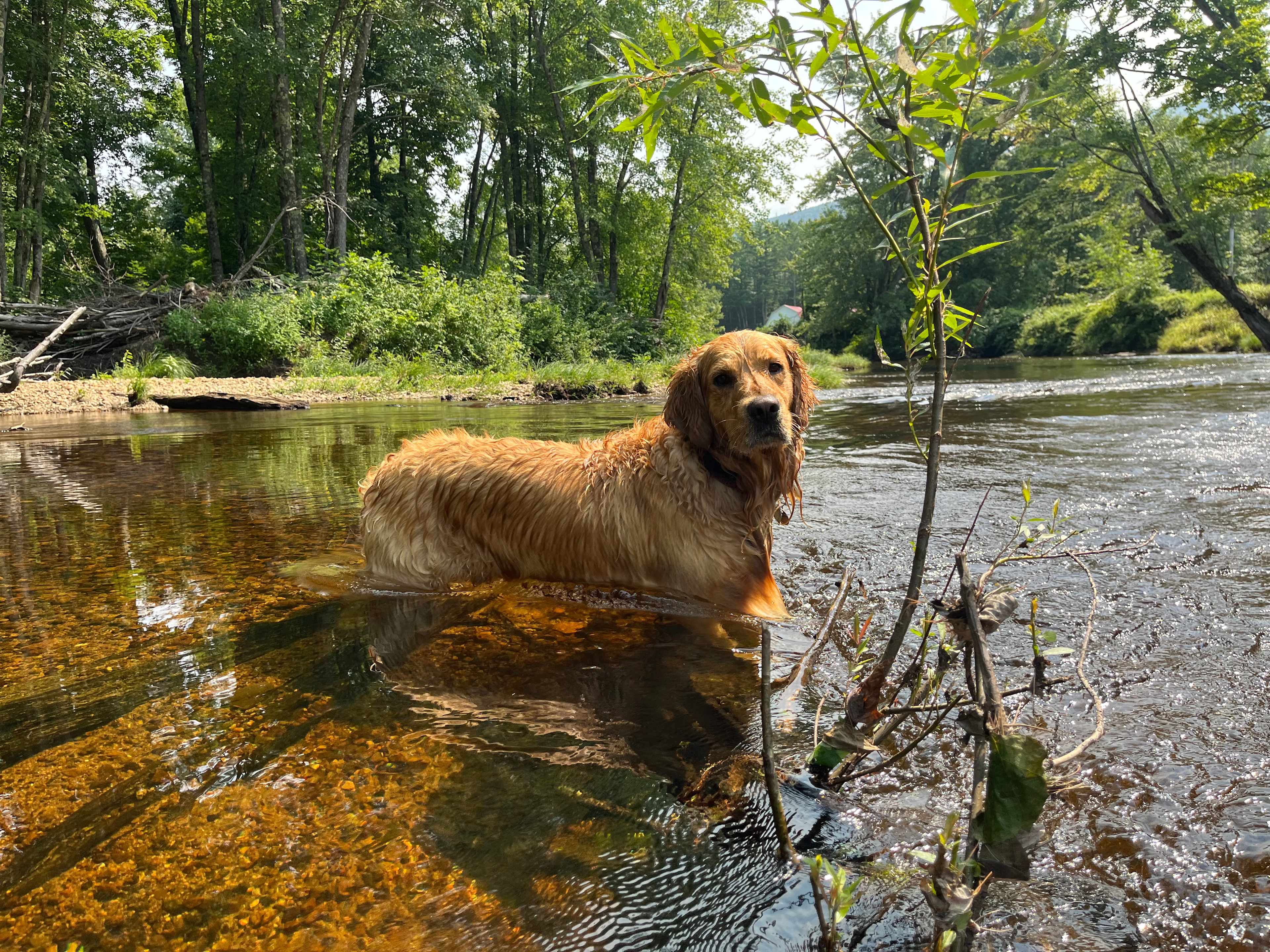 Finn cooling off after a nice hike