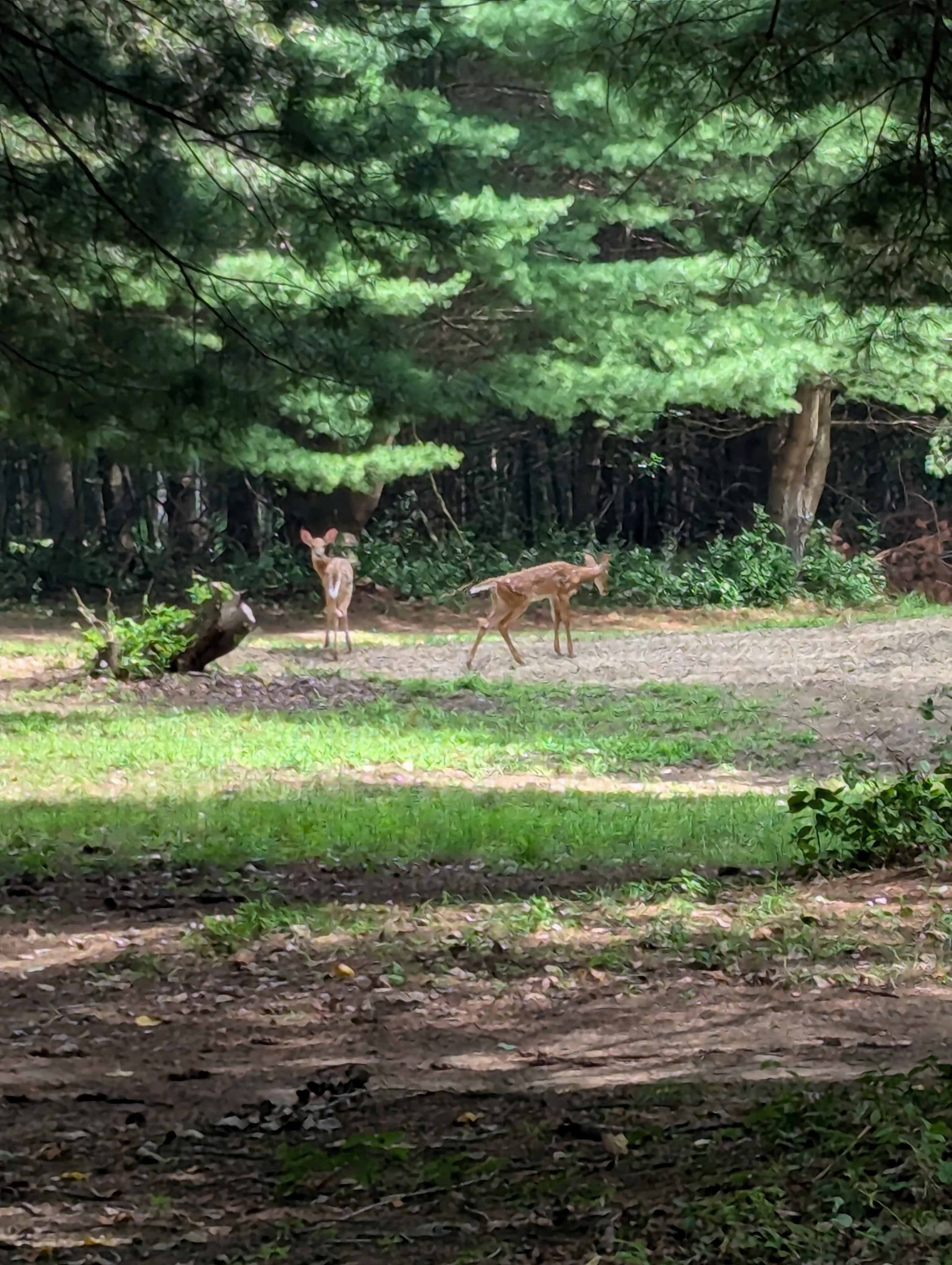 Footsteps From Frankenmuth