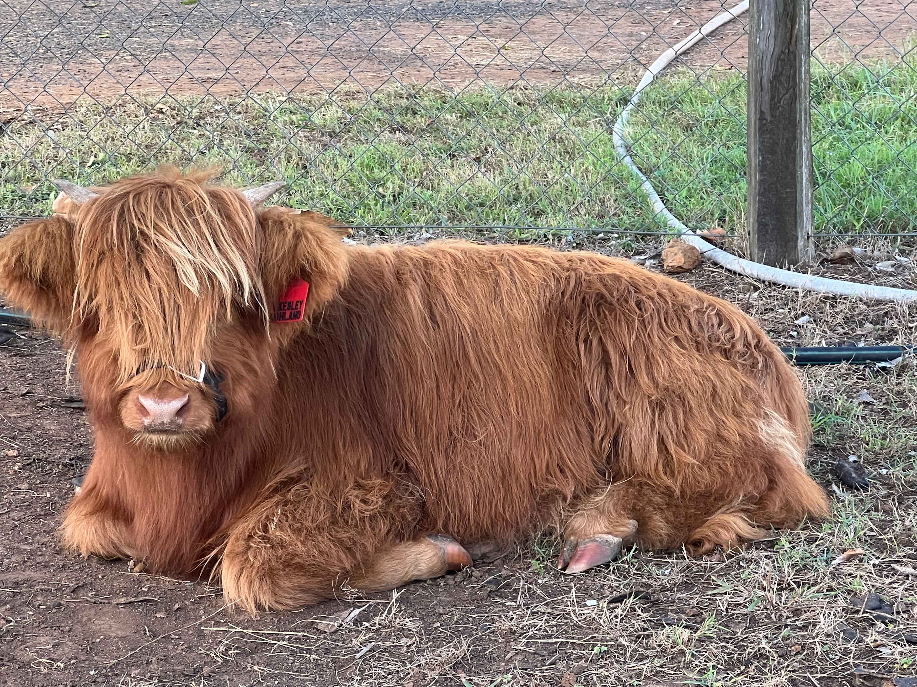 Sunrise Quarter Horse Stud