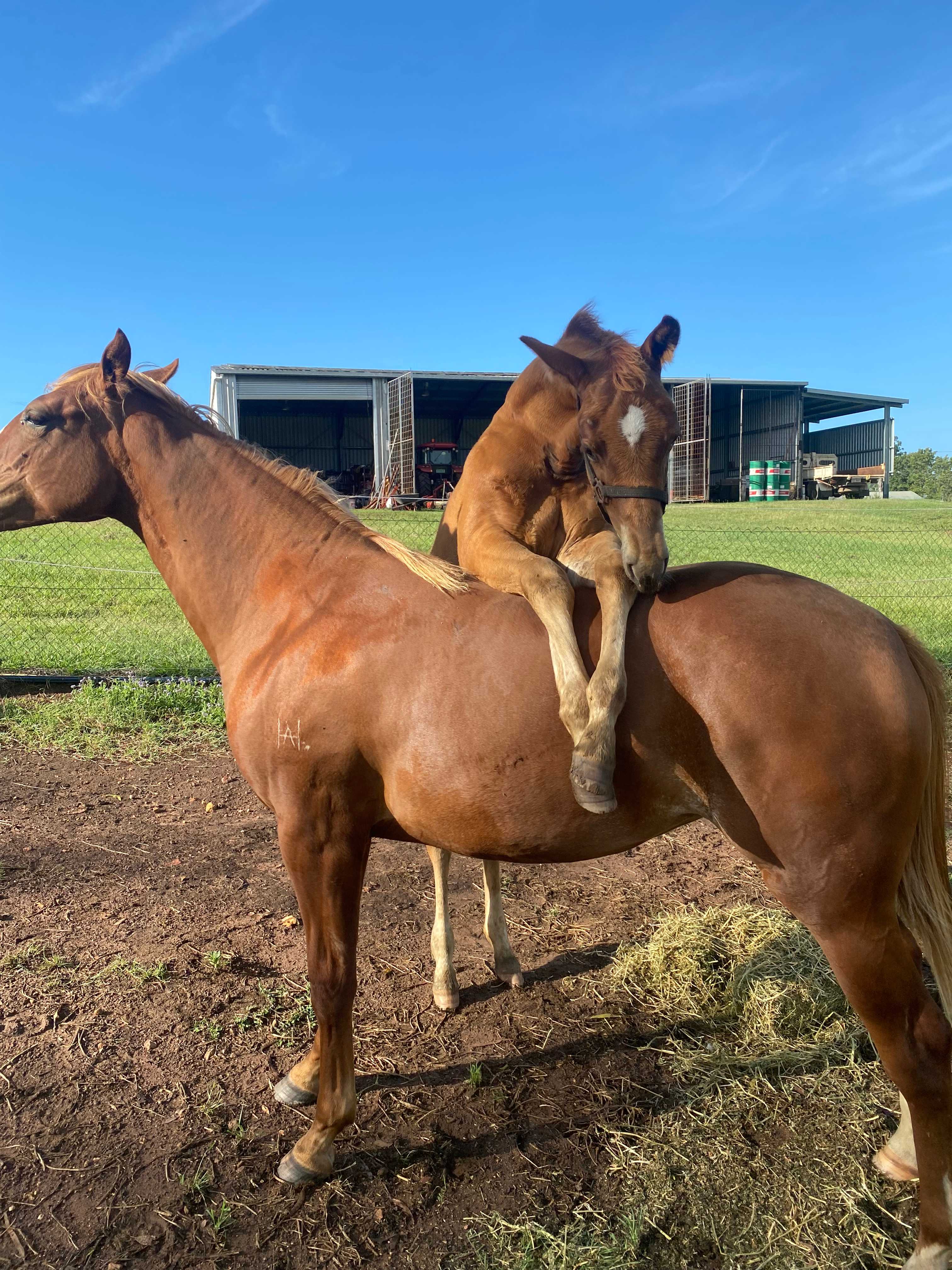 Sunrise Quarter Horse Stud