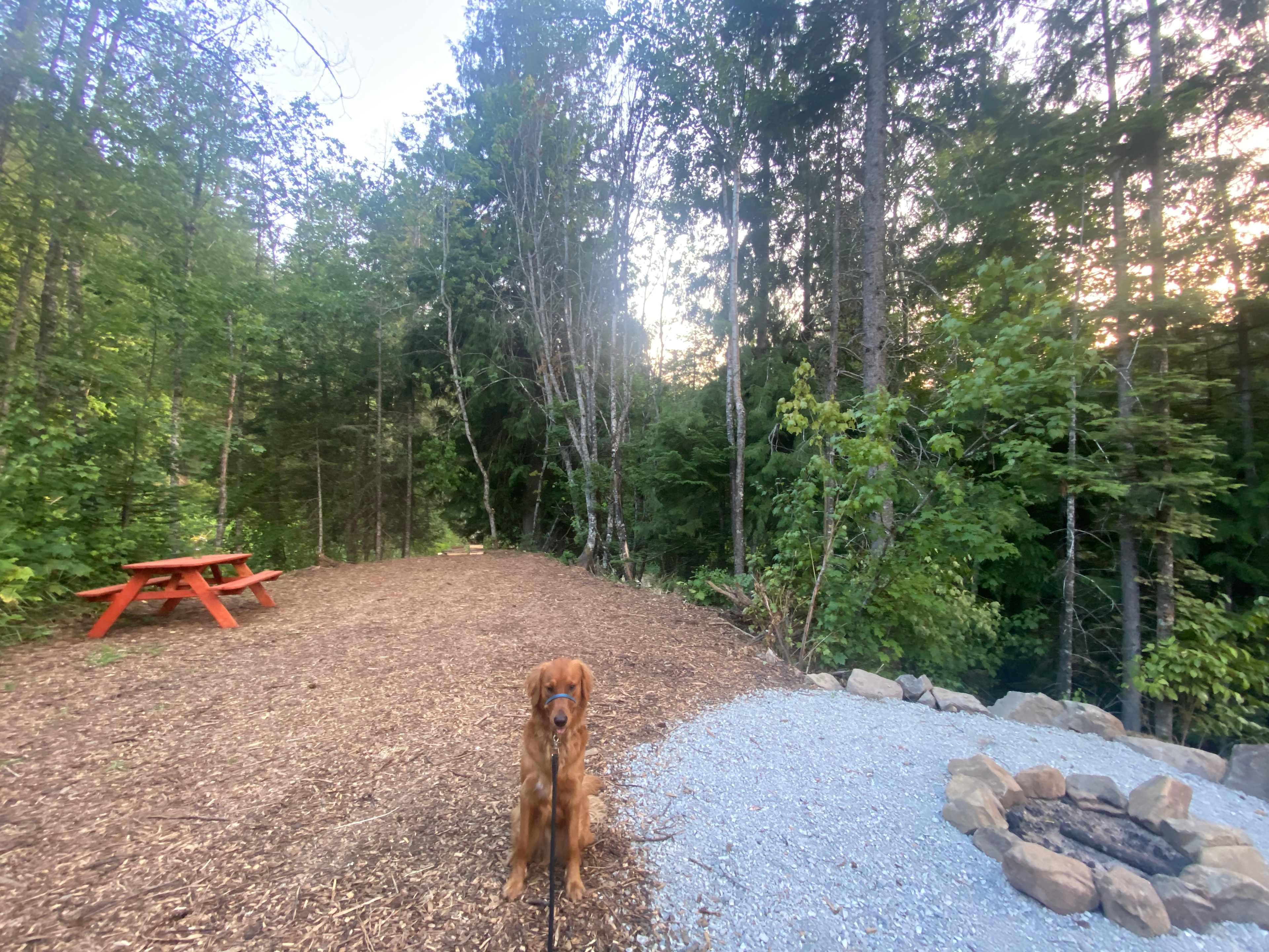 Plenty of space, well-maintained fire pit, and a convenient picnic table. Not pictured is the available firewood, storage box, trashcans, water available, and toilet. Plenty of amenities!