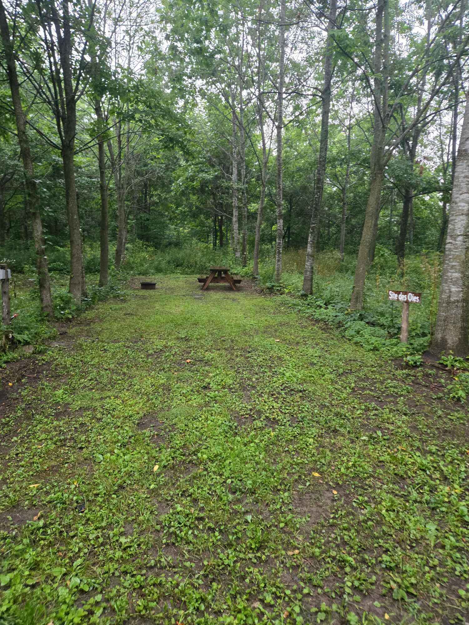 Picture of the site