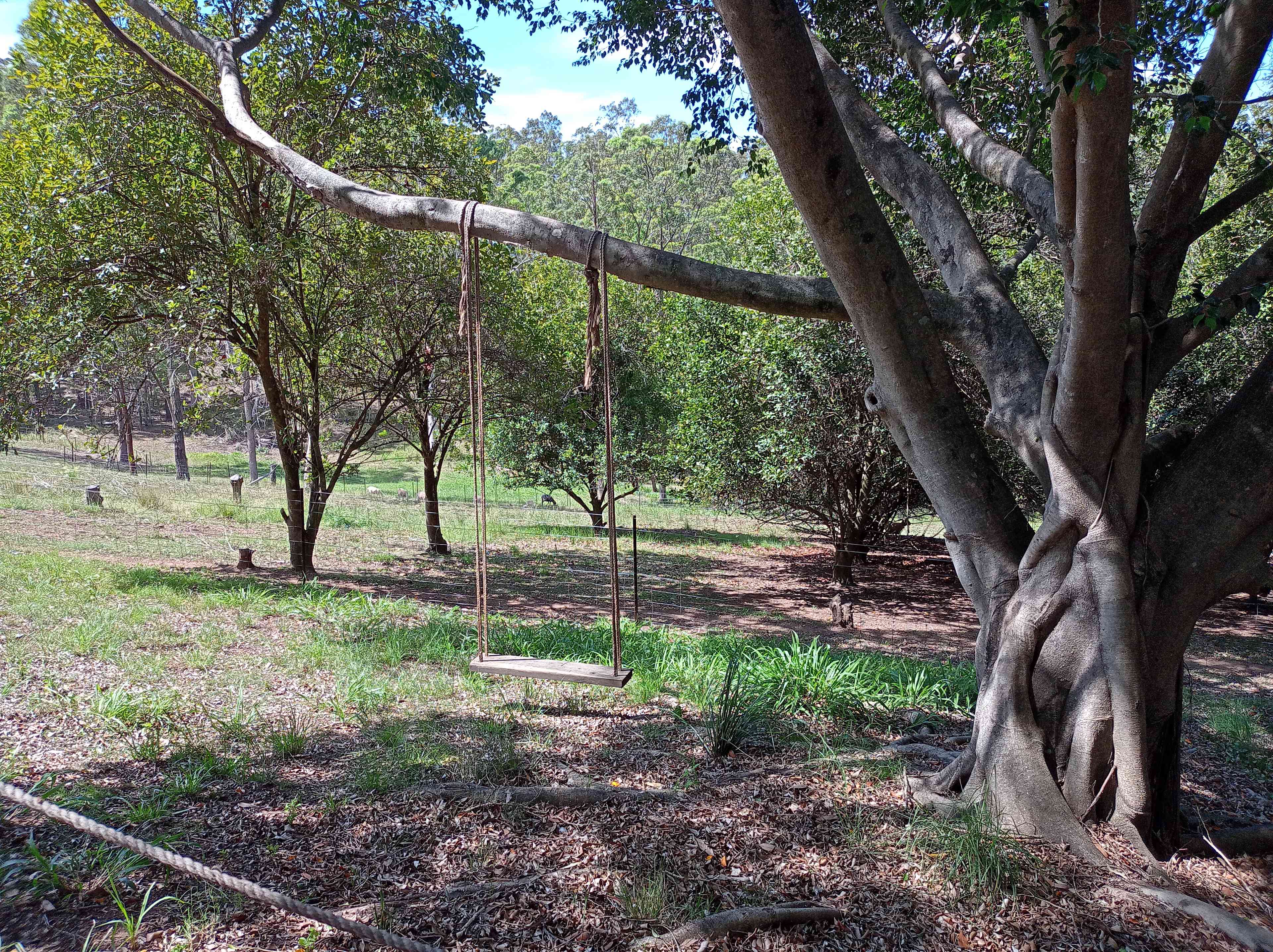 Rope swing at Shed 5.