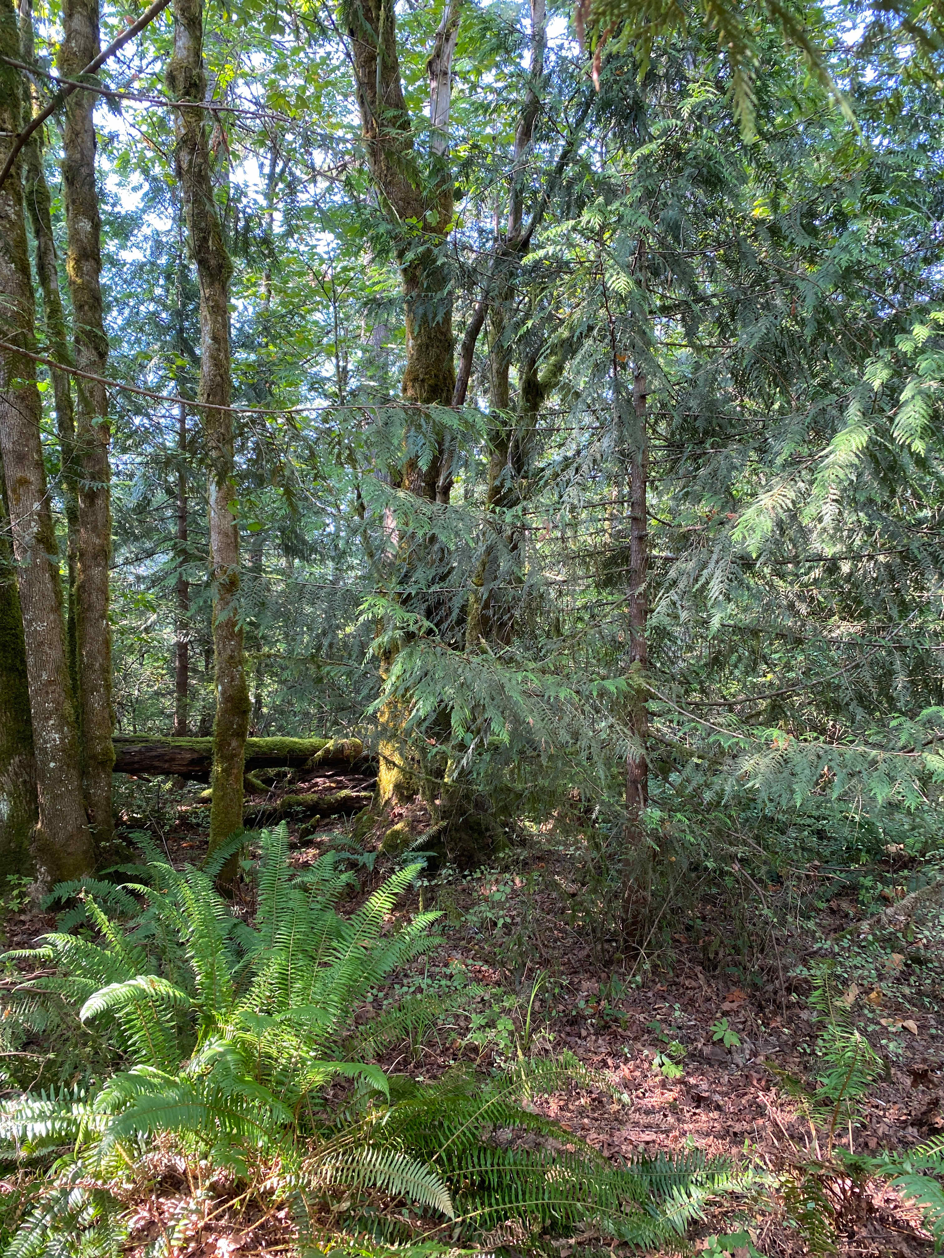 view from site
