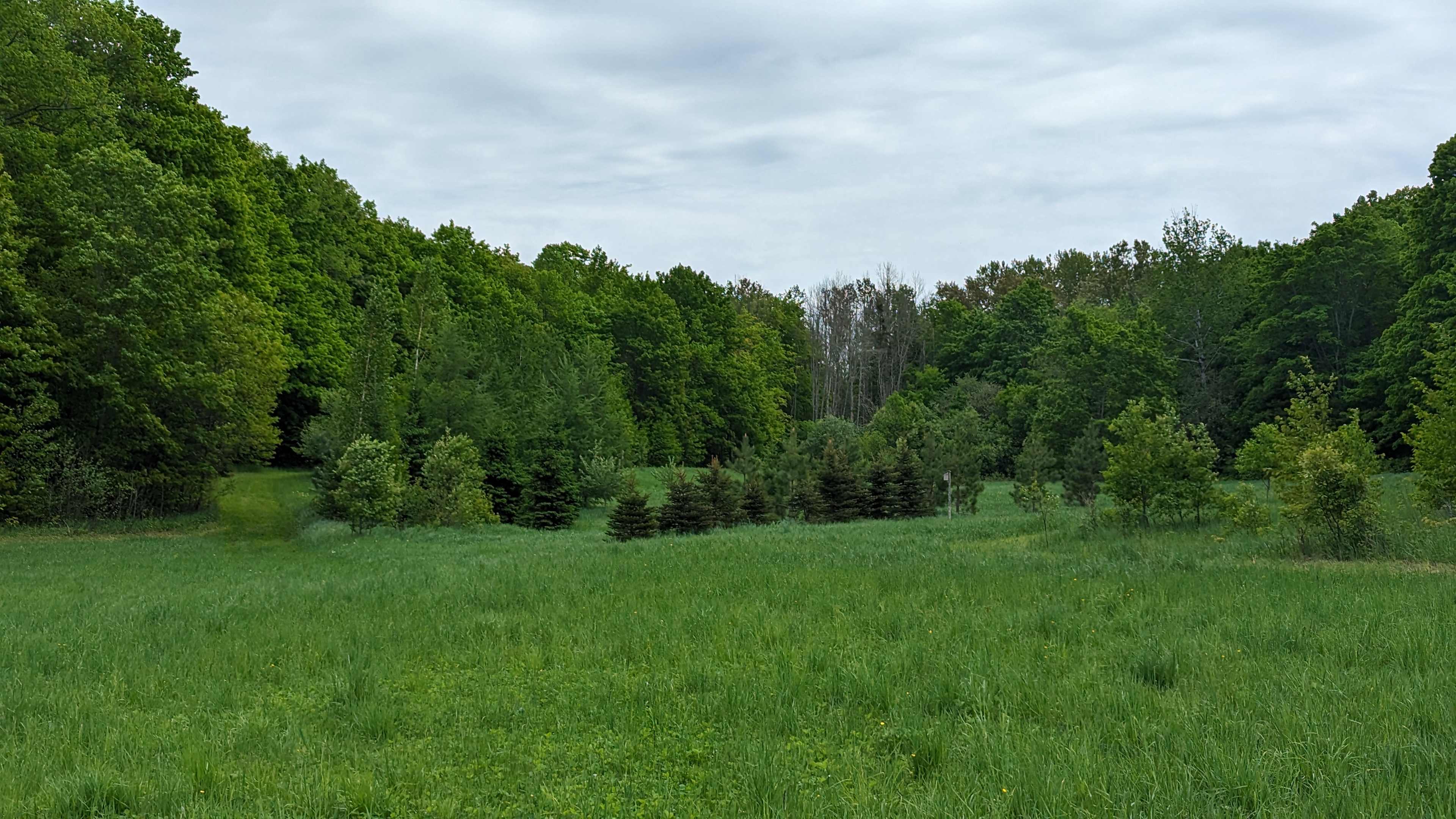 Hidden Meadow