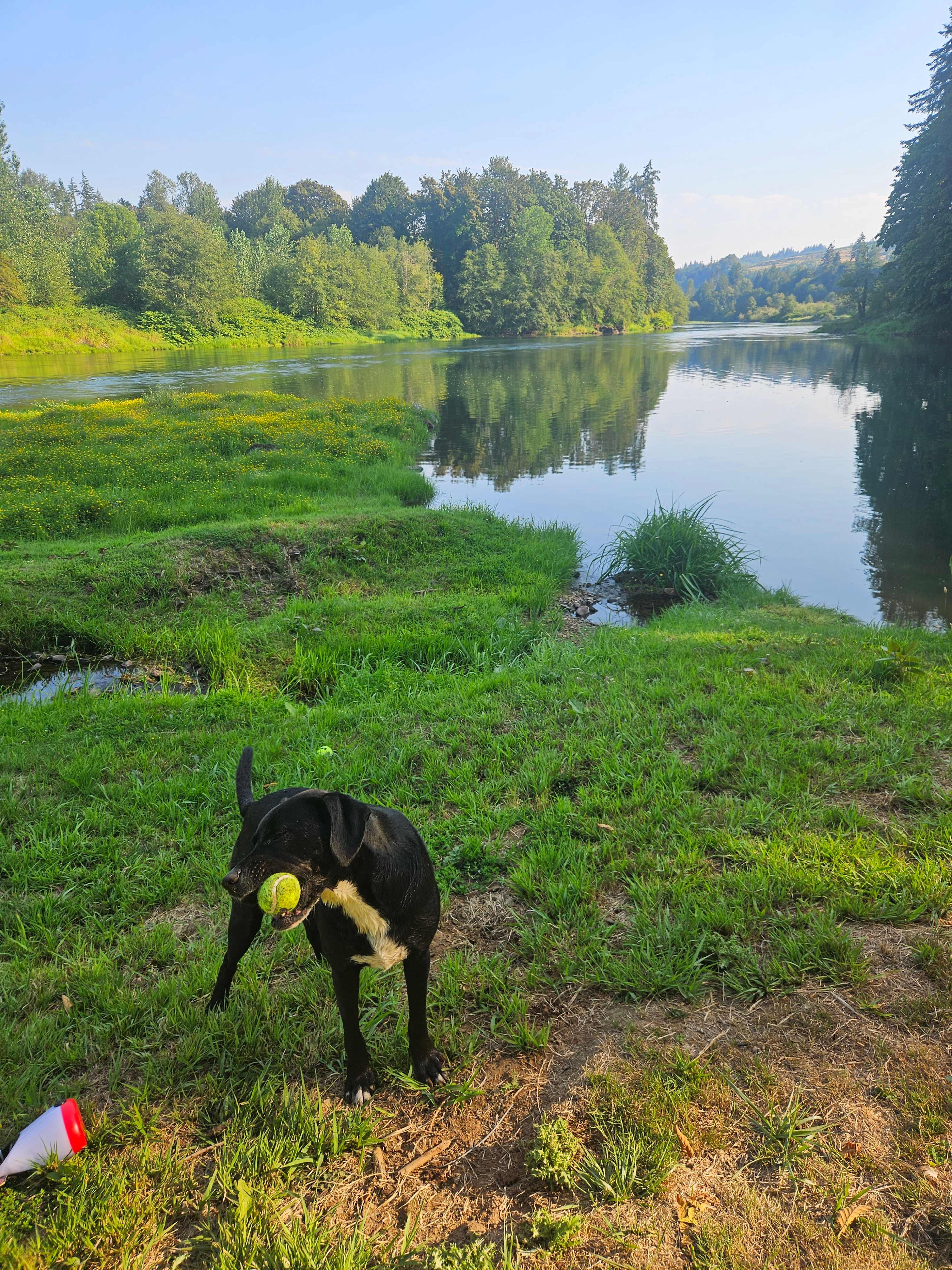 Cowlitz River Camping