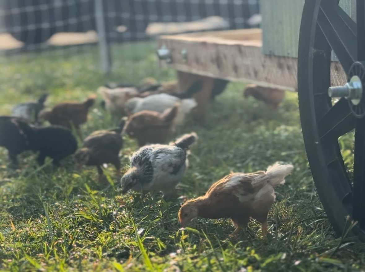 Hidden Paradise Farms