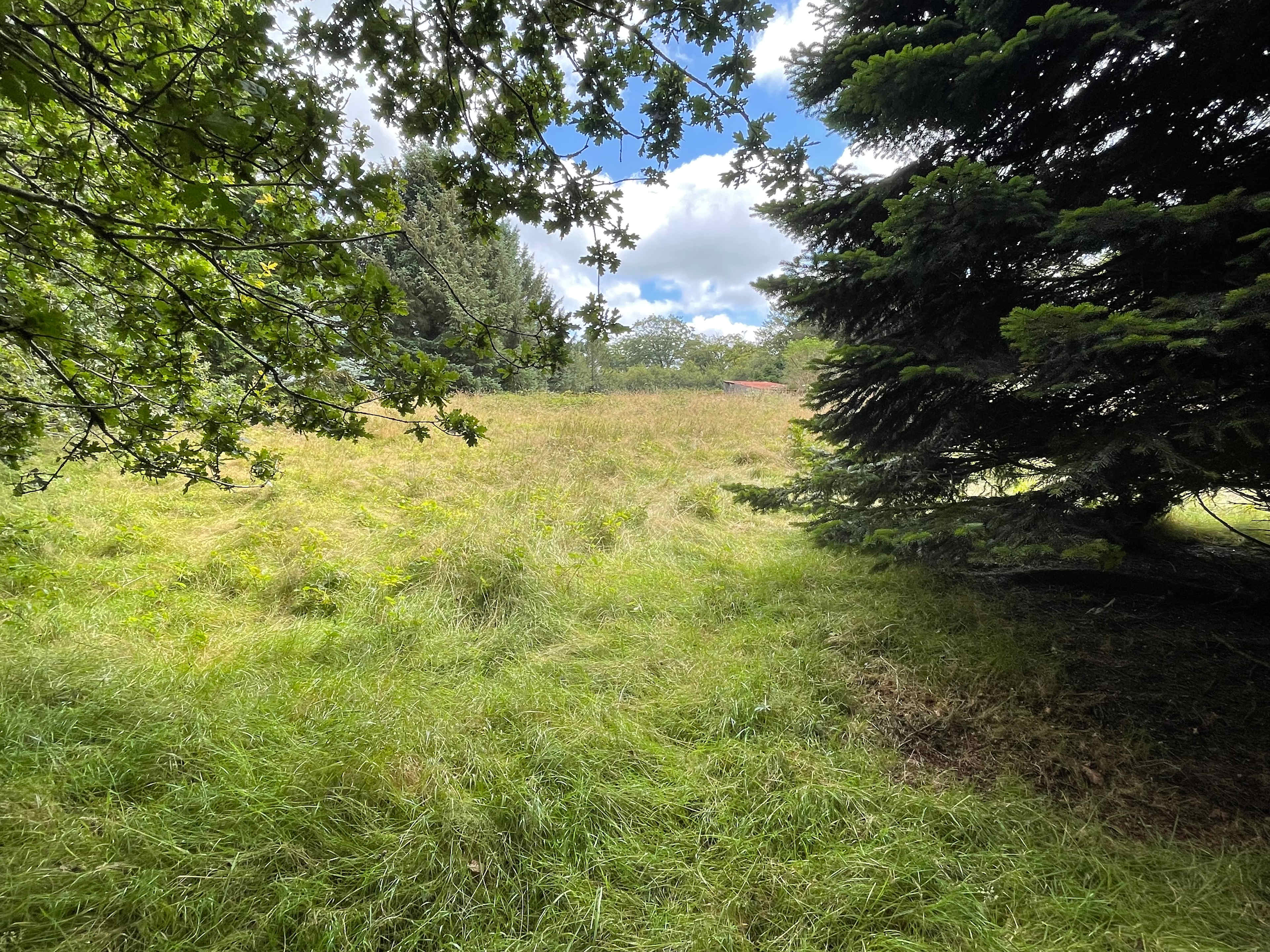 Beechwood