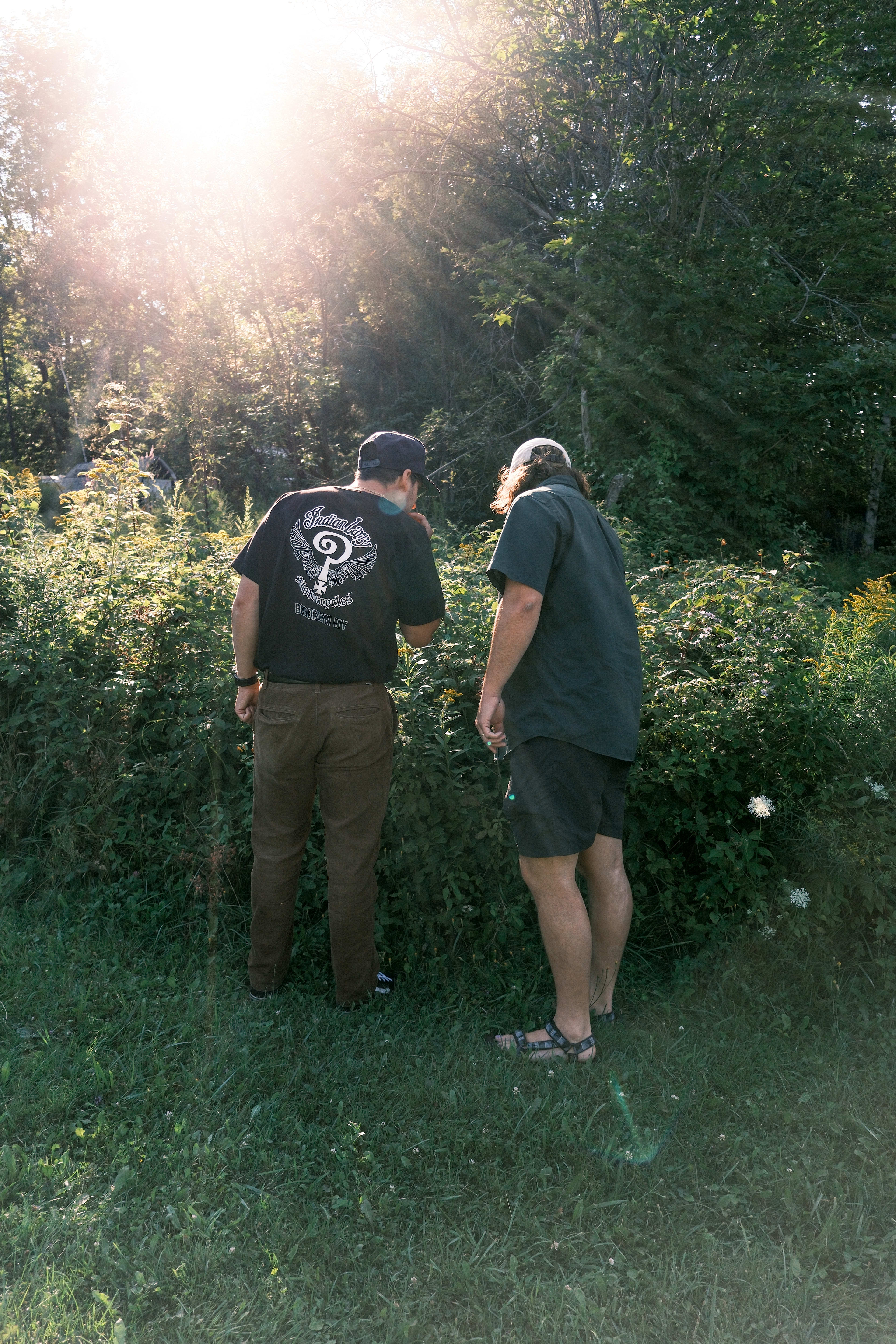 Picking blackberries
