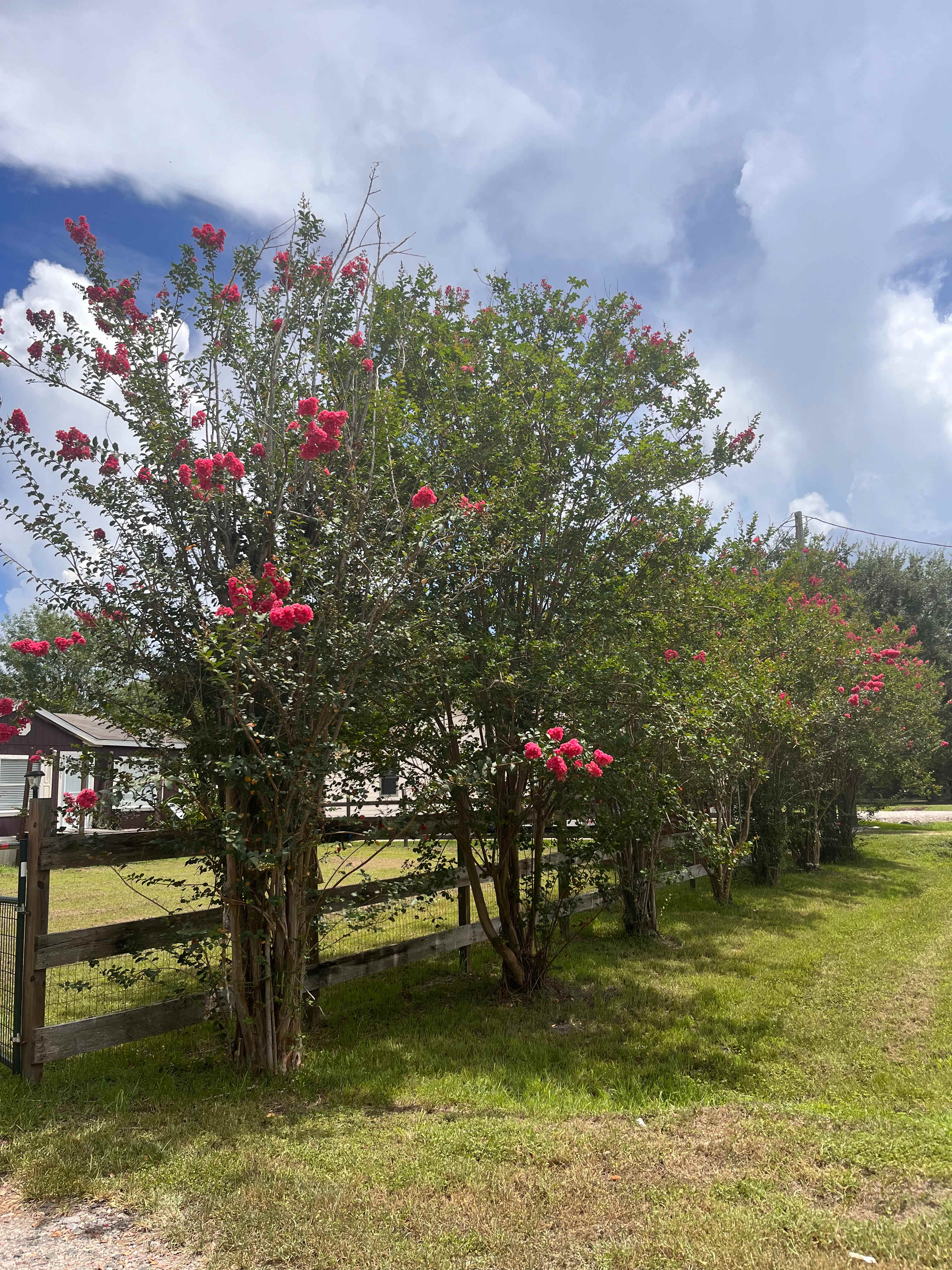 The Crepe Myrtle Woodsy Stay