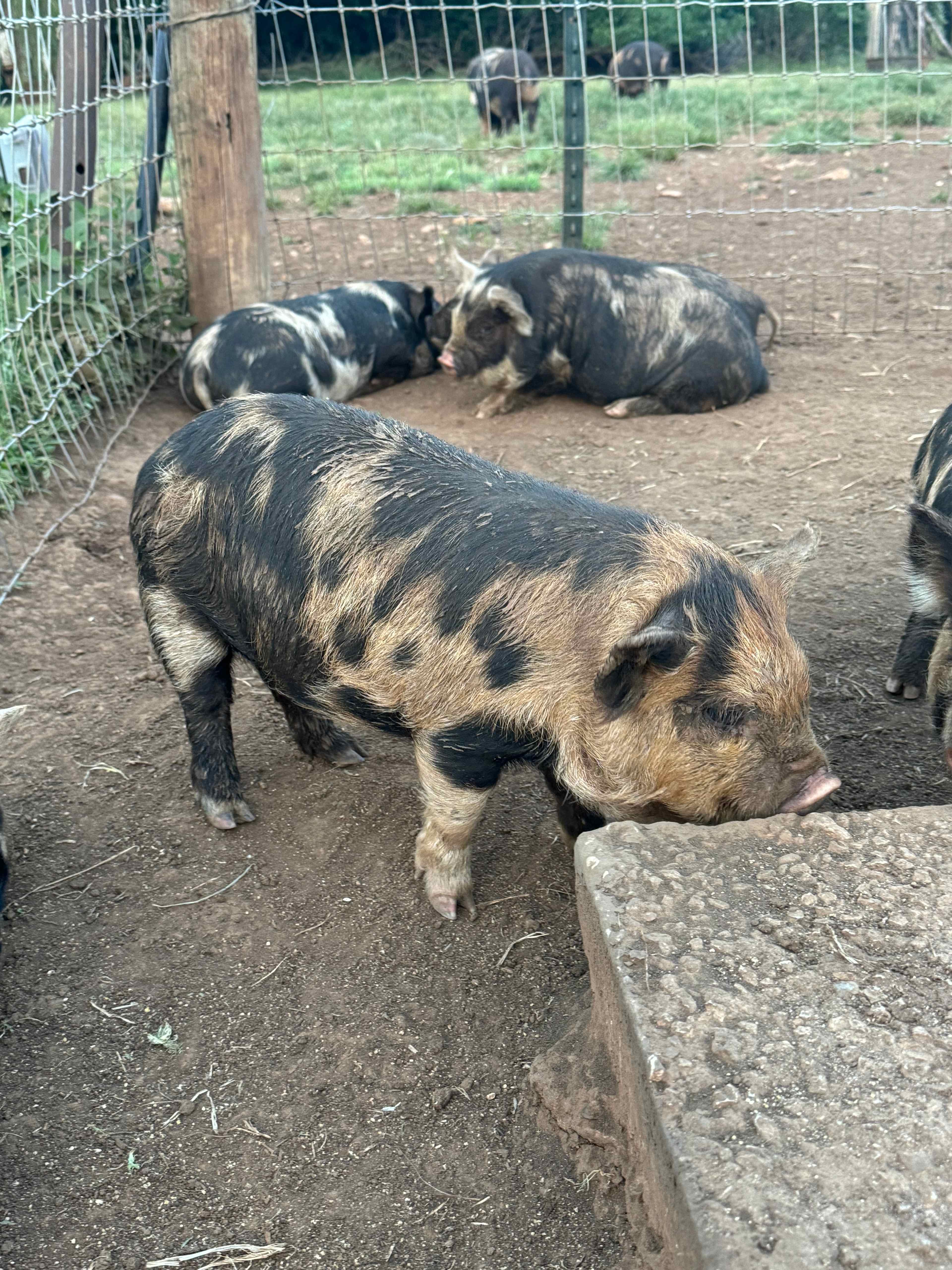 KBear farms