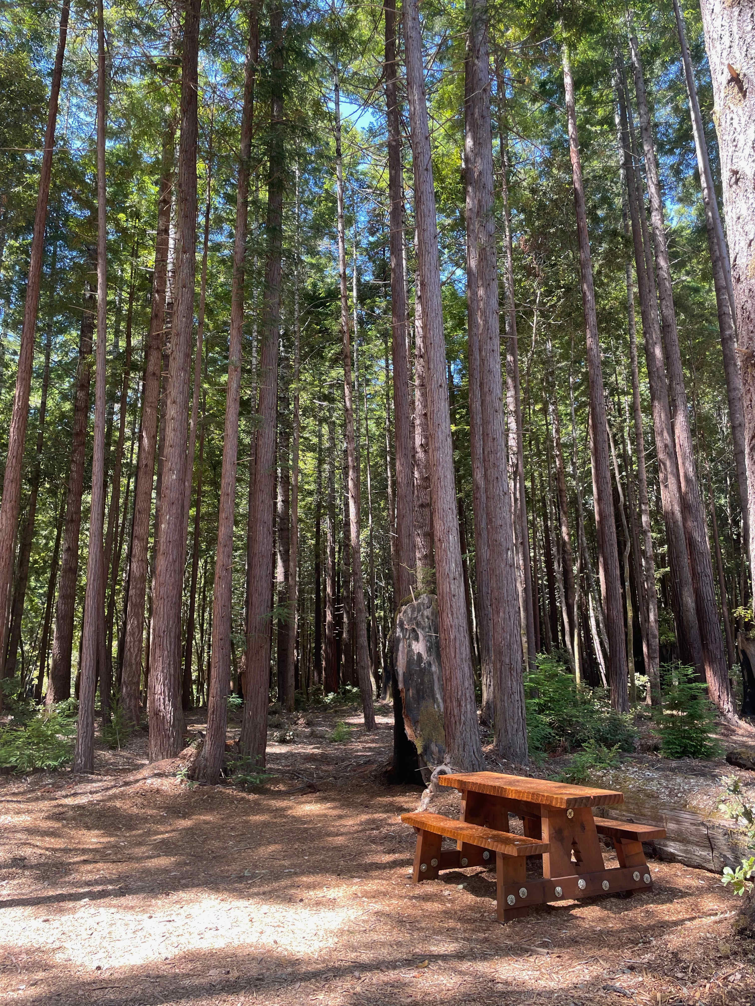 Rddwood camp site is one of three campsites for tent pitch or van/car camping. 