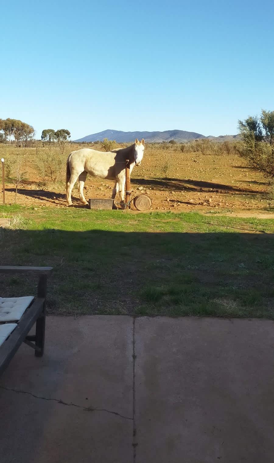 Wilkydoo Equine Connection
