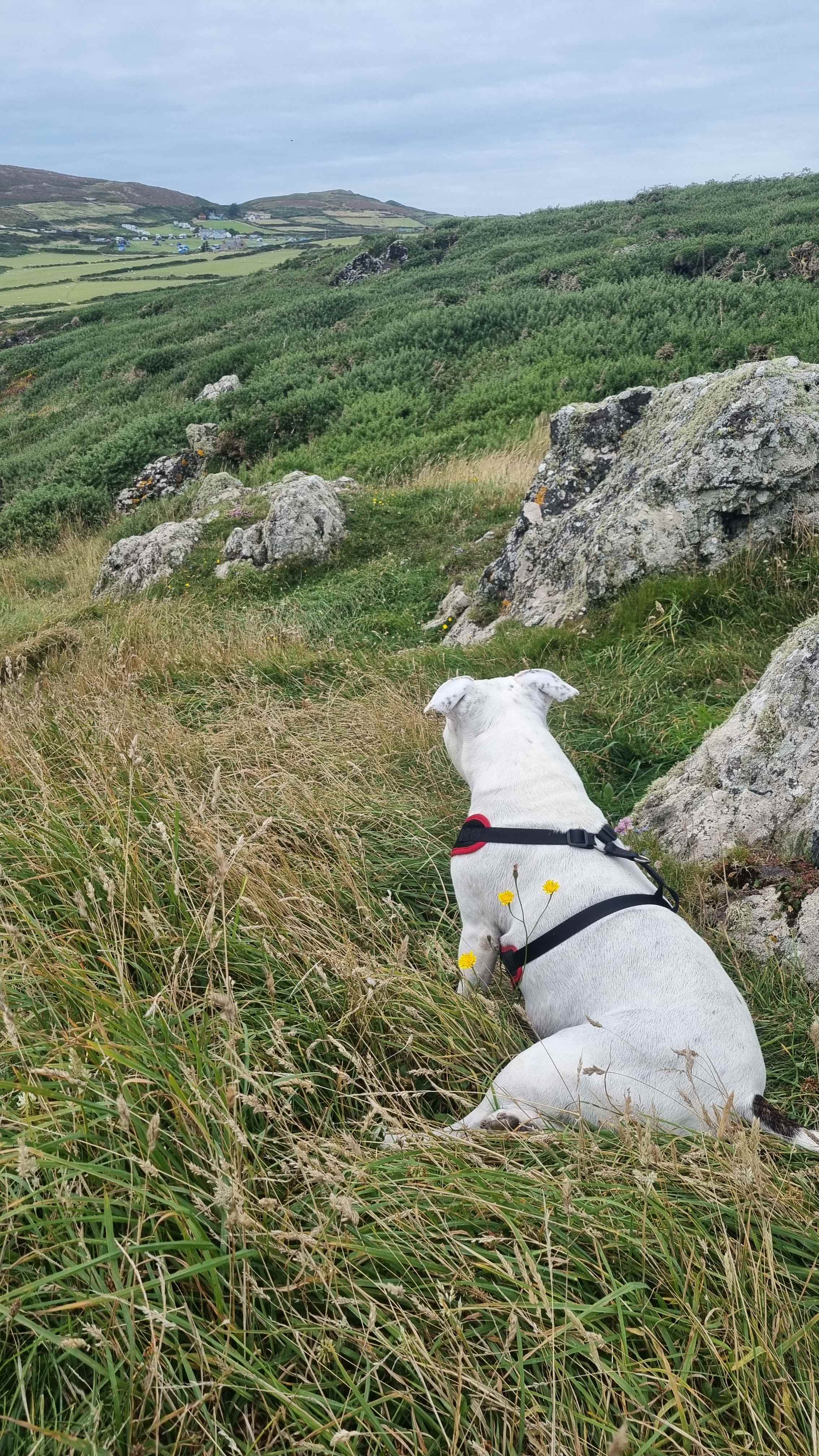 Mynydd Mawr