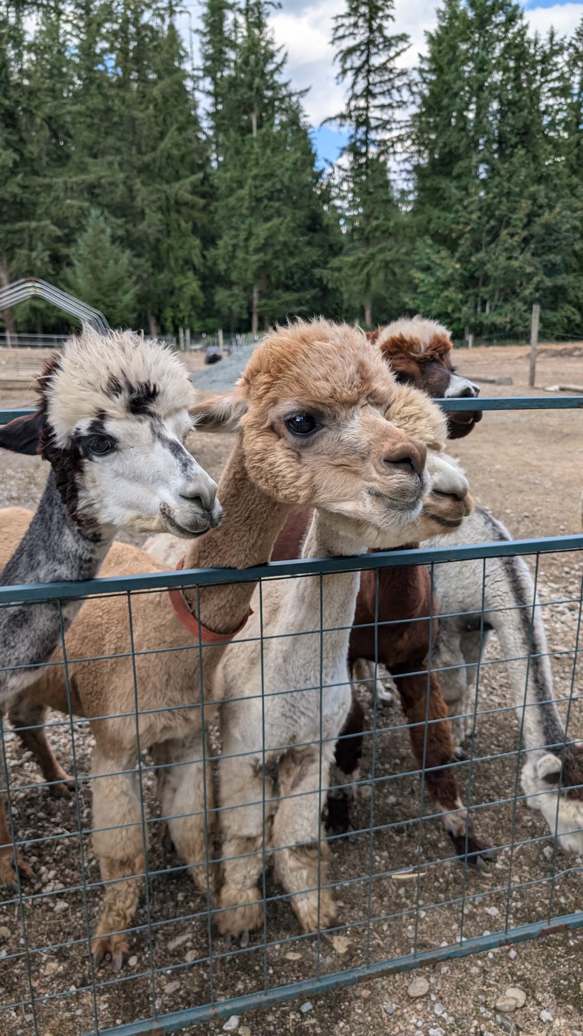 Cascade Rose Alpaca Farm Stay