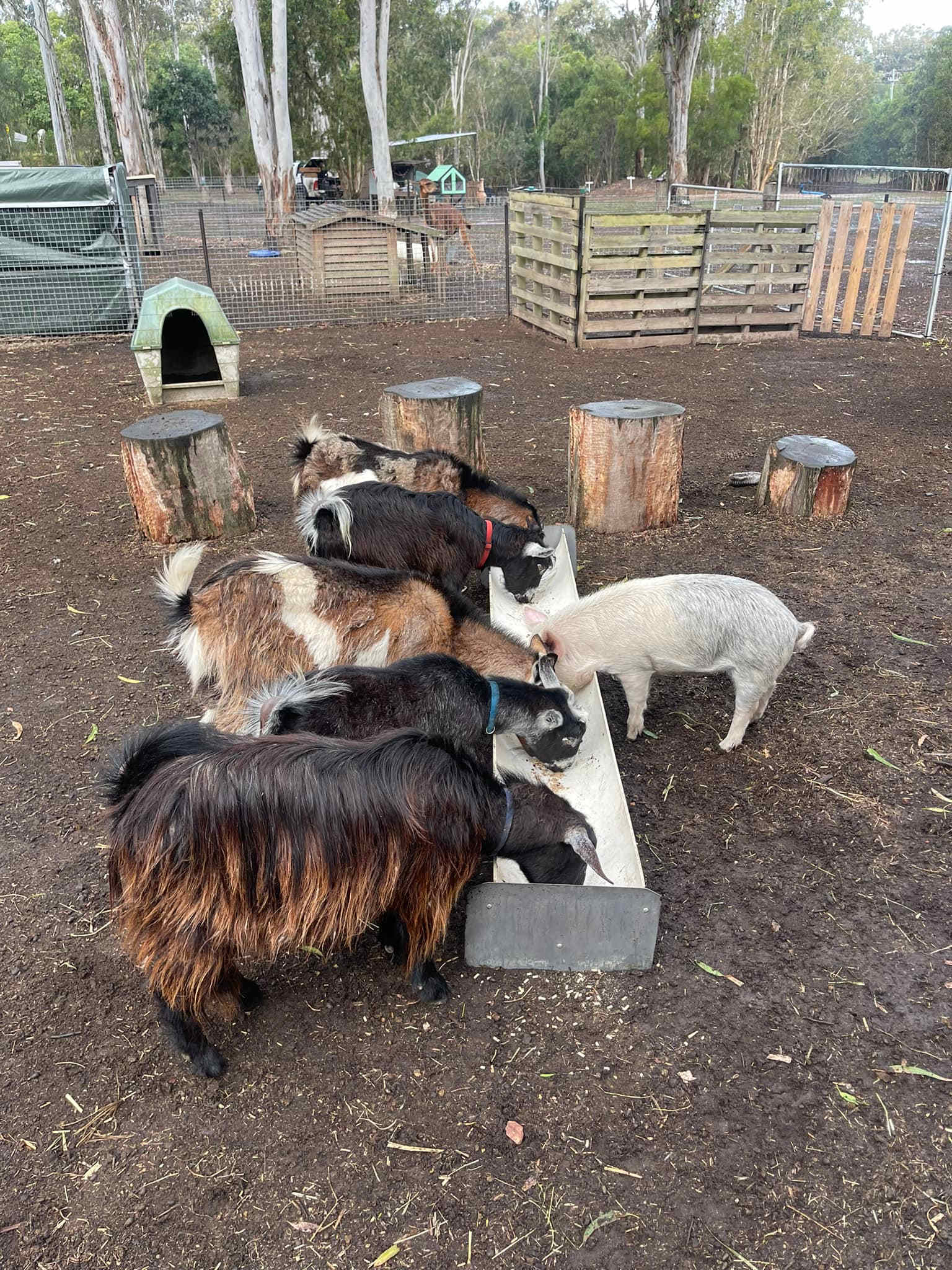 Paperbark Camp & Farm Stay
