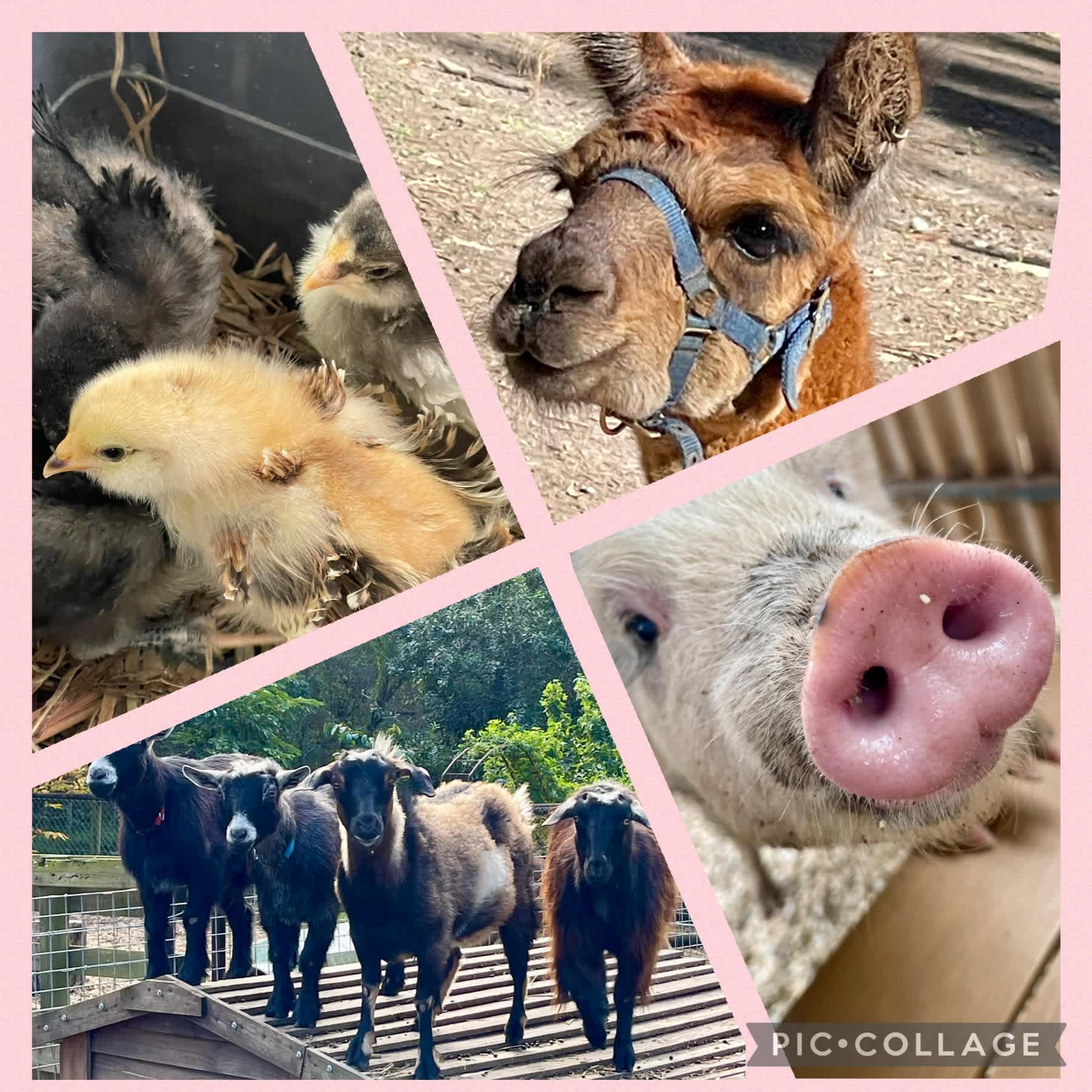 Paperbark Camp & Farm Stay