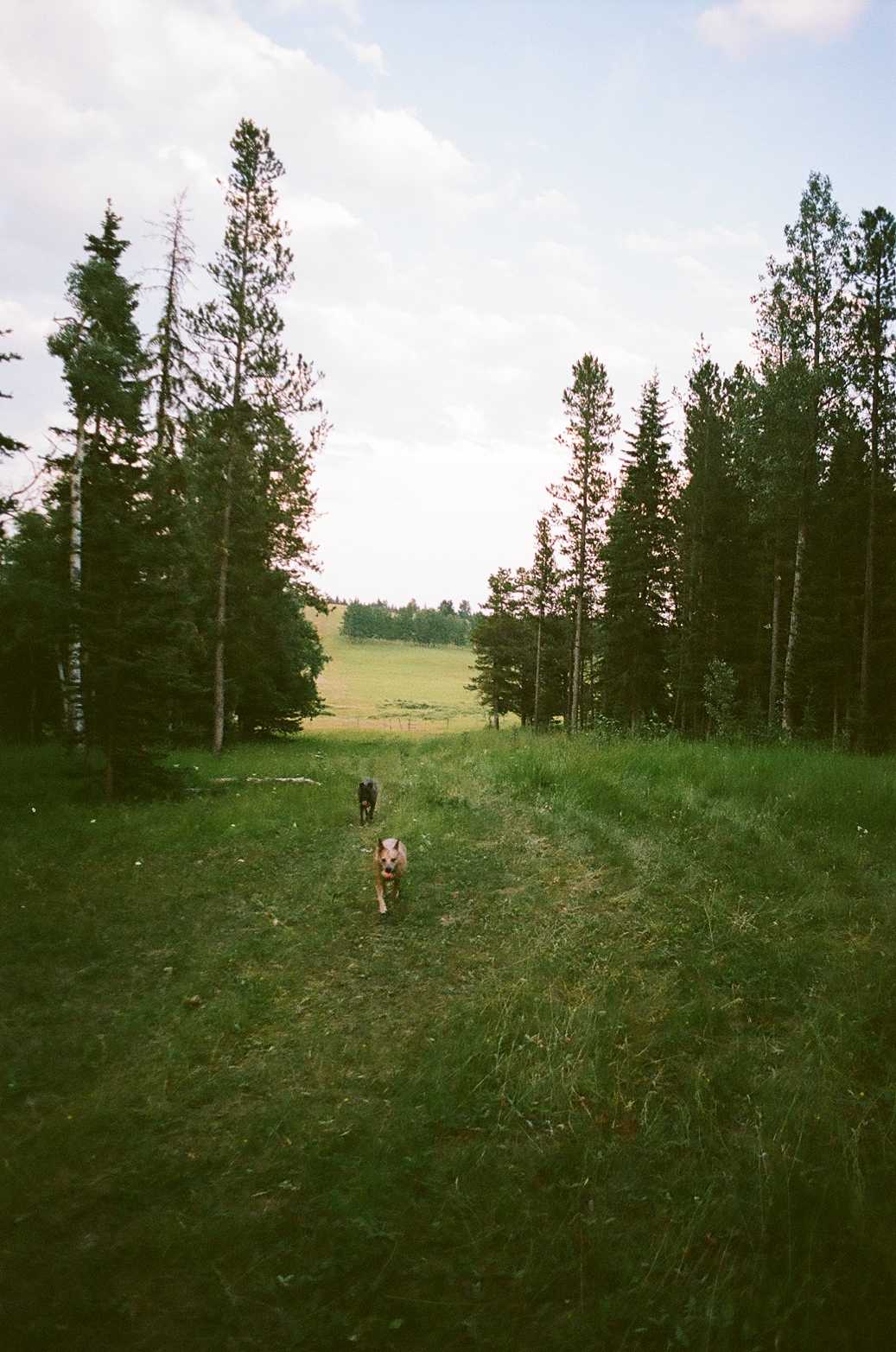 Rough Diamond Ranch Alberta