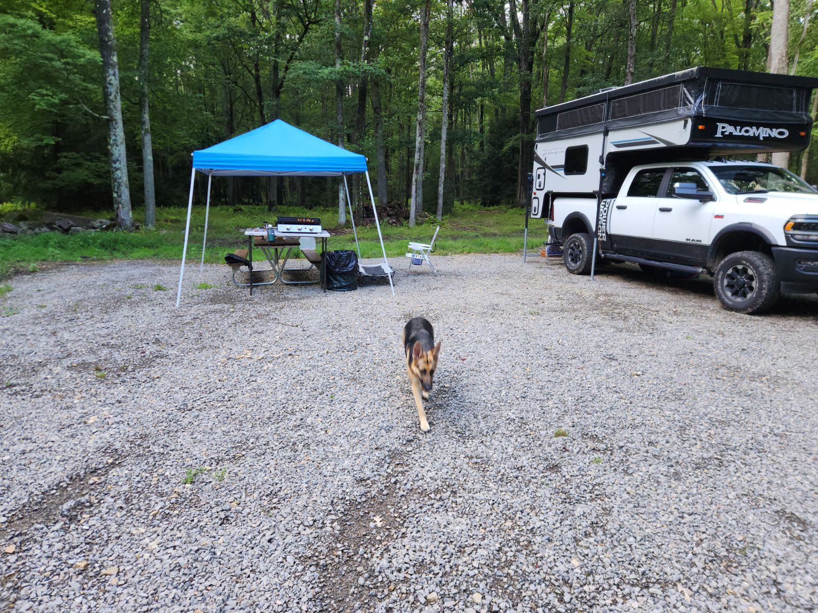 Clear Creek Cook Forest Campsite