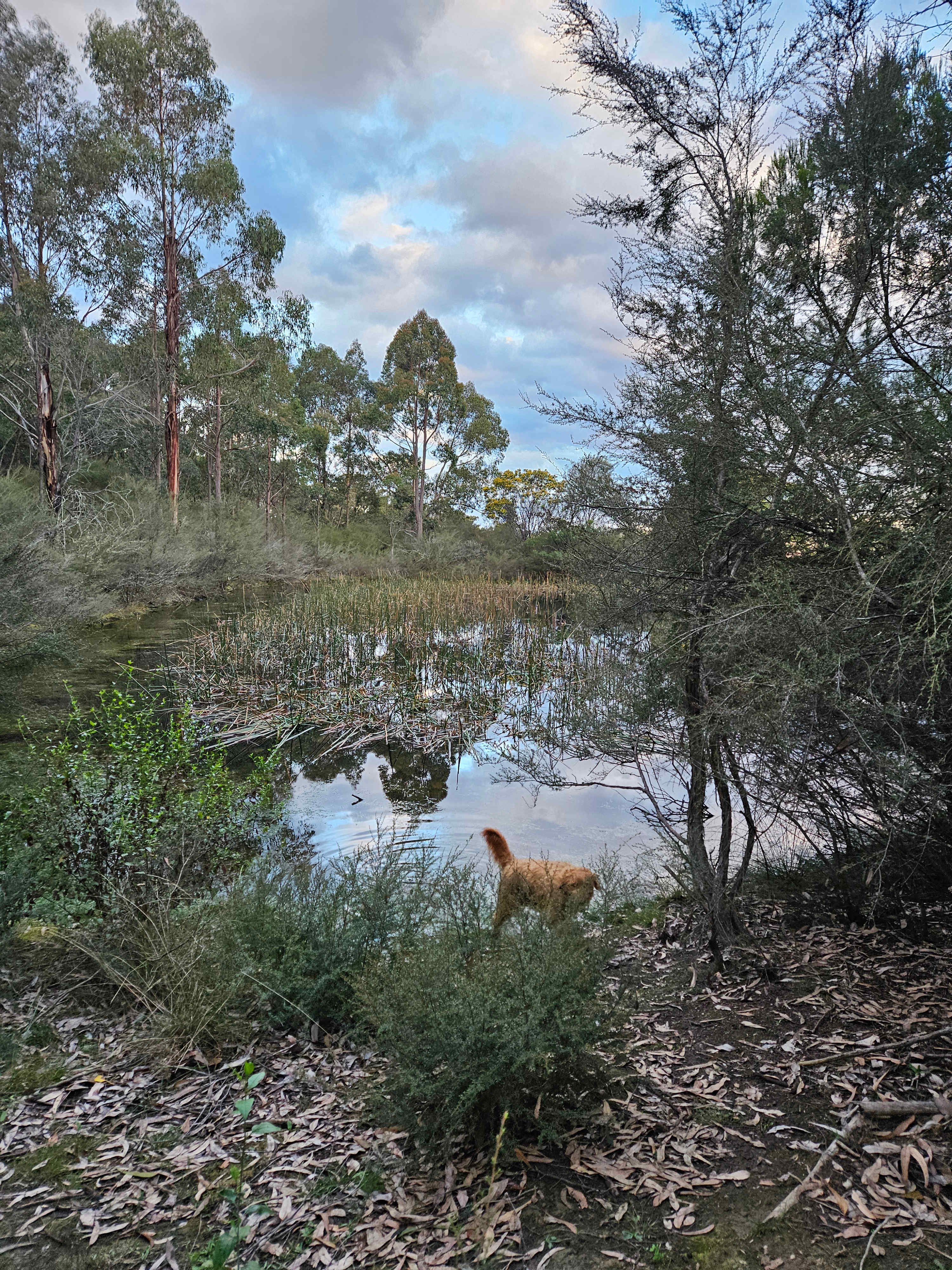 Mt Alfred Camping and Horse Riding