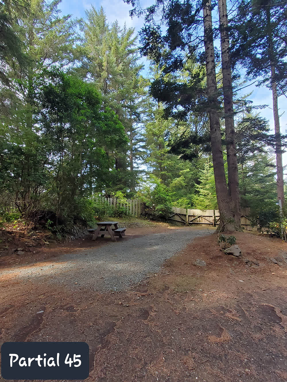 Honey Bear by the Sea