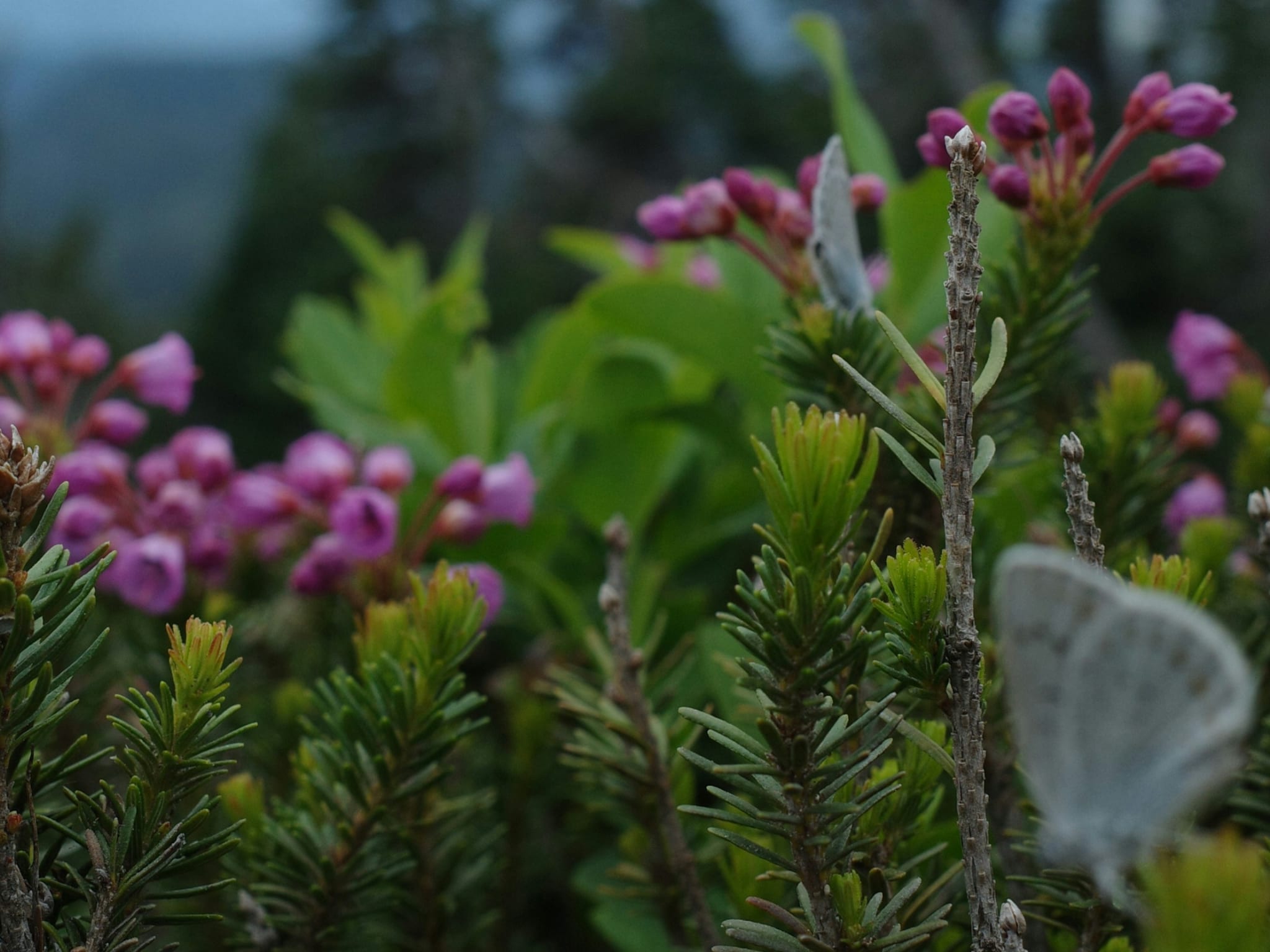 Mount Rainier National Park
