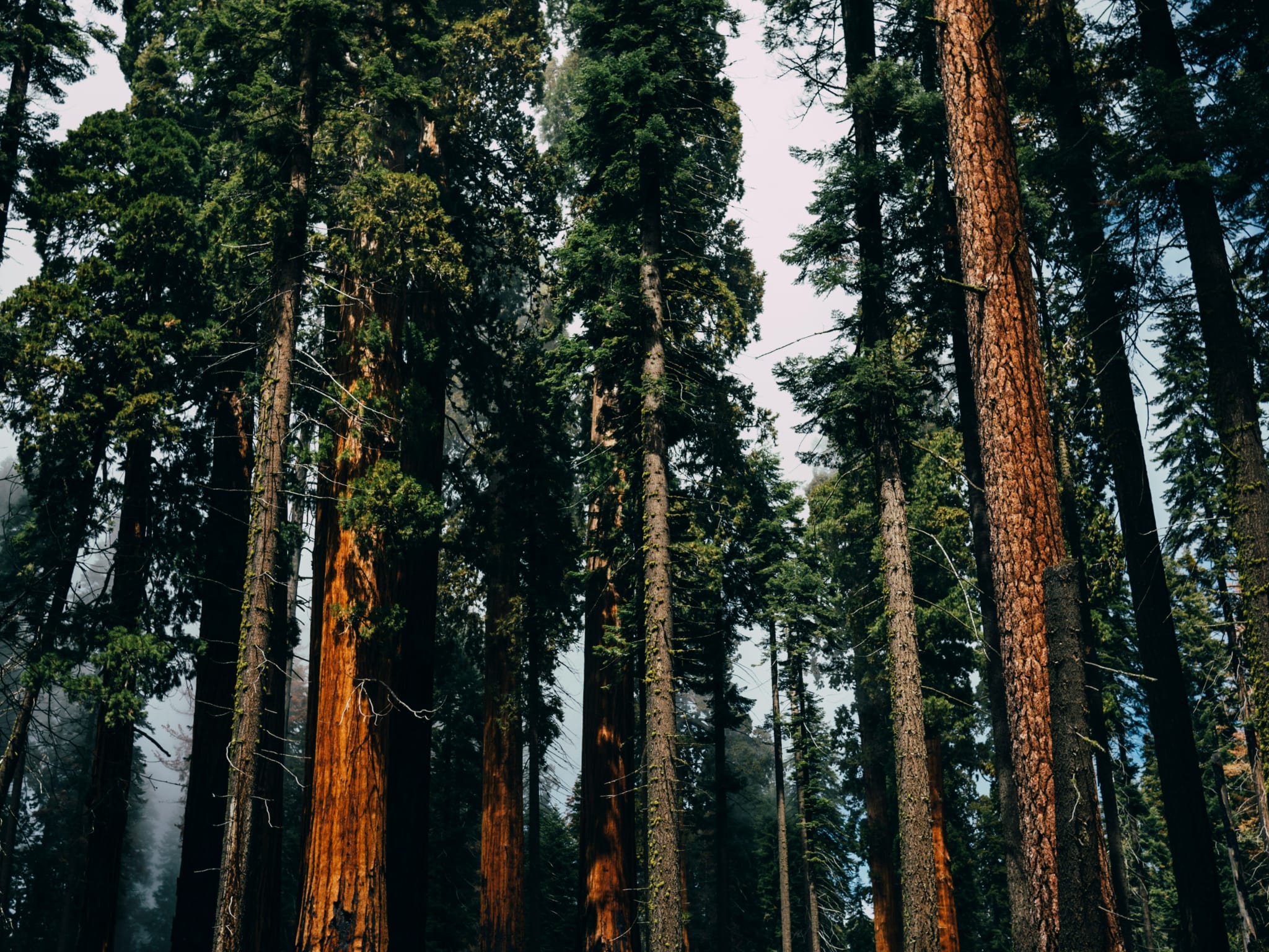 Sequoia National Park