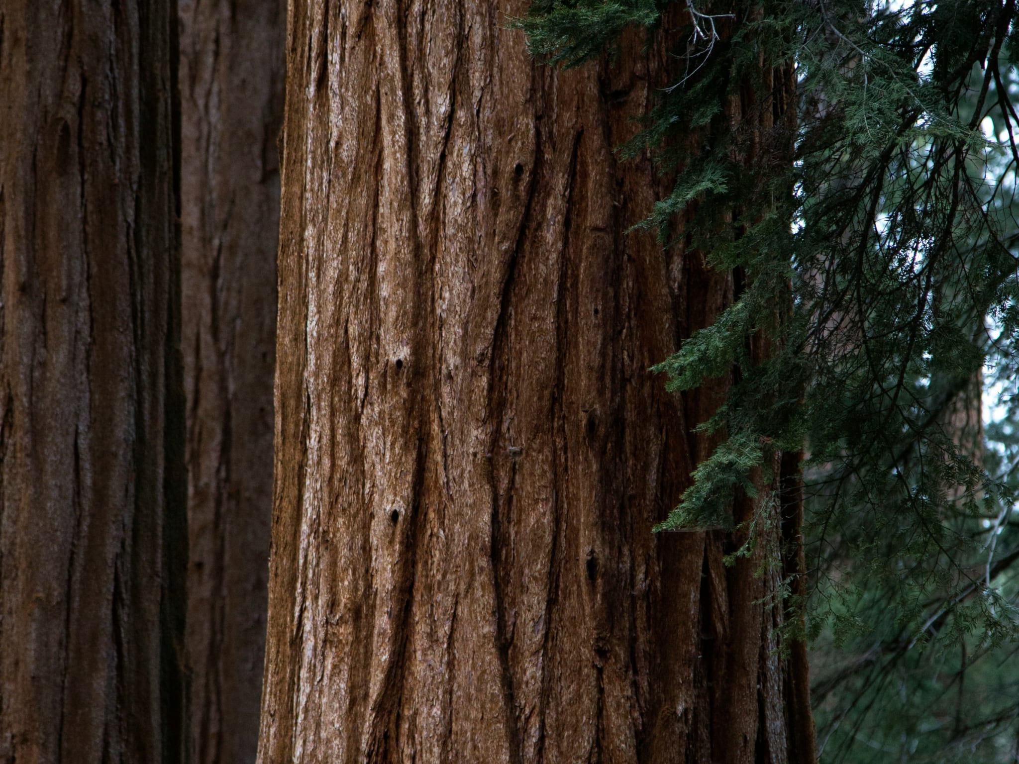 Kings Canyon National Park