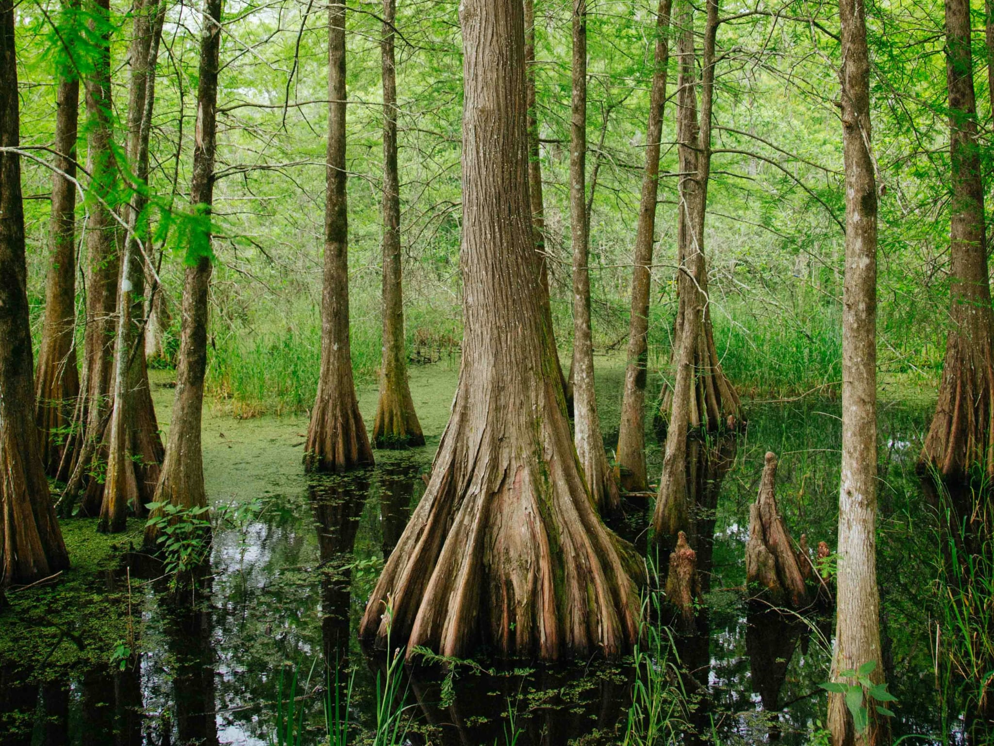 Congaree National Park