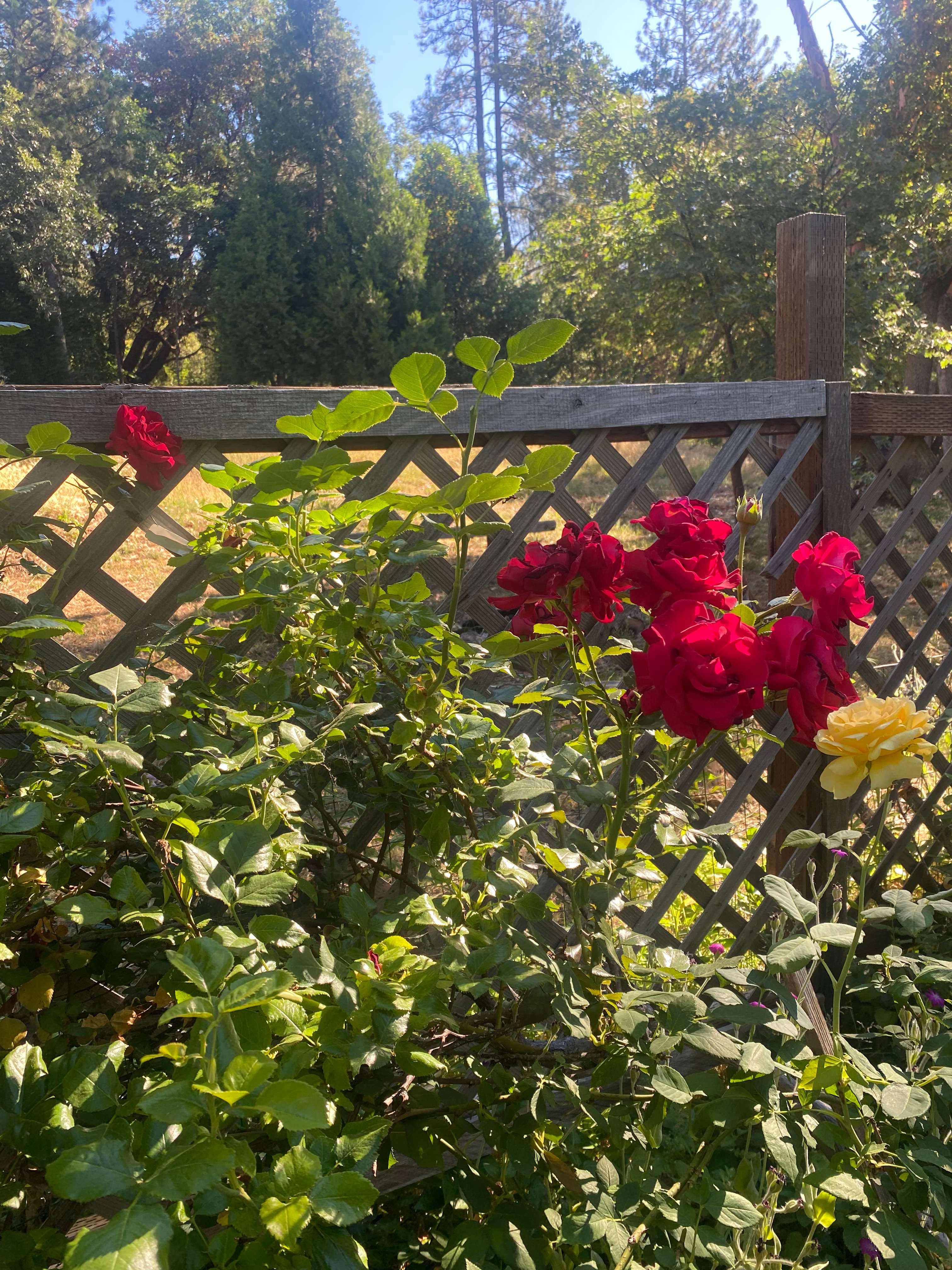 Nightingale Medicine Farm