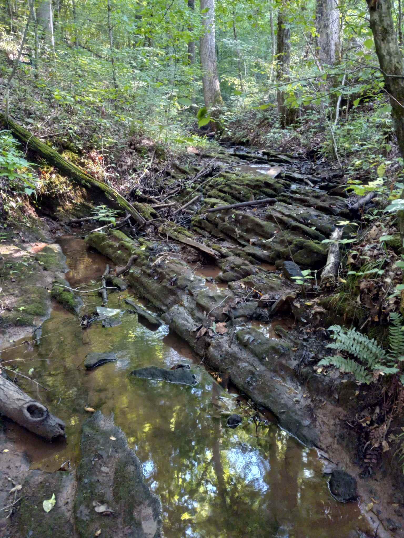 Hike & explore all along our beautiful private creek that runs through the property.