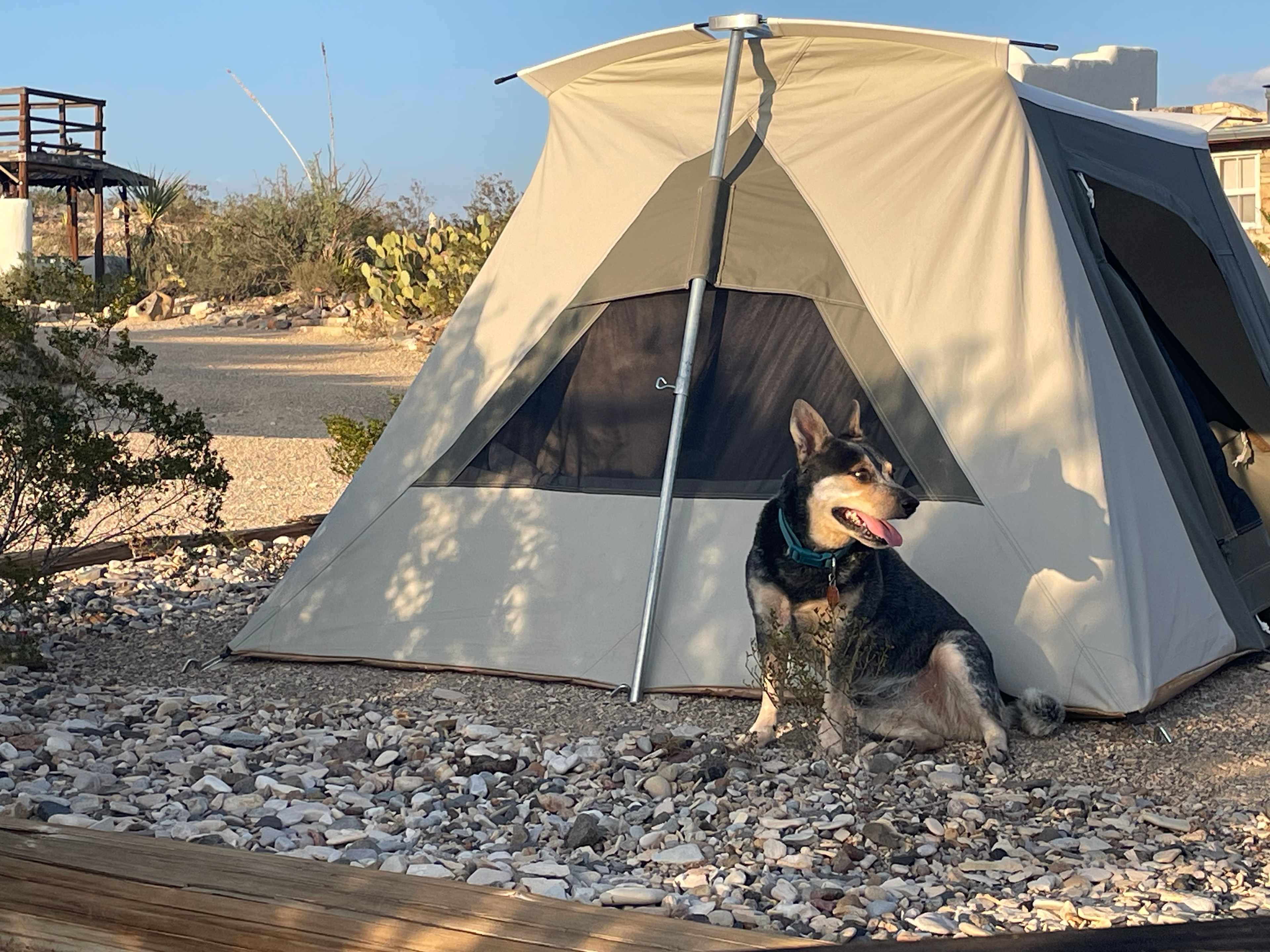 Camp Leapin’ Lizard