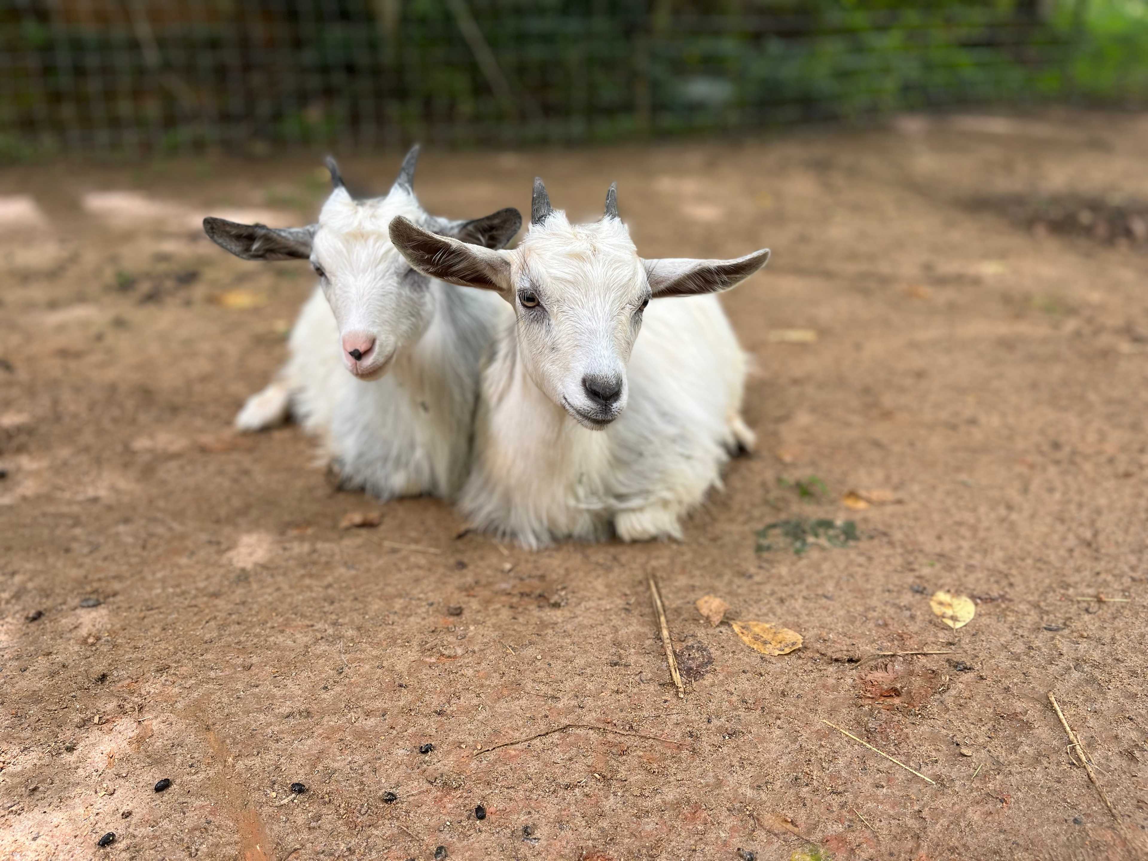 Camp next to goats!
