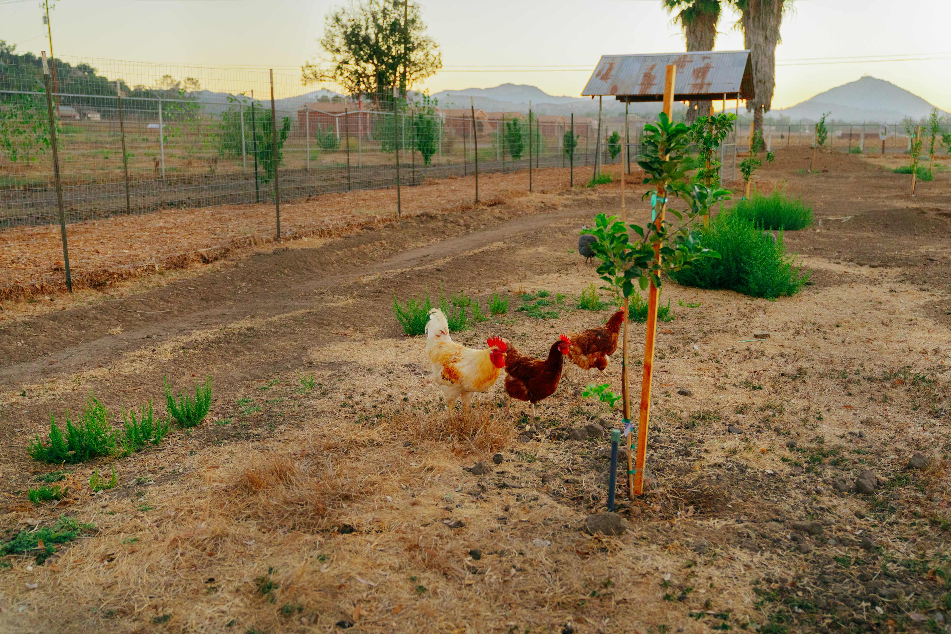 Happy Hens Farm