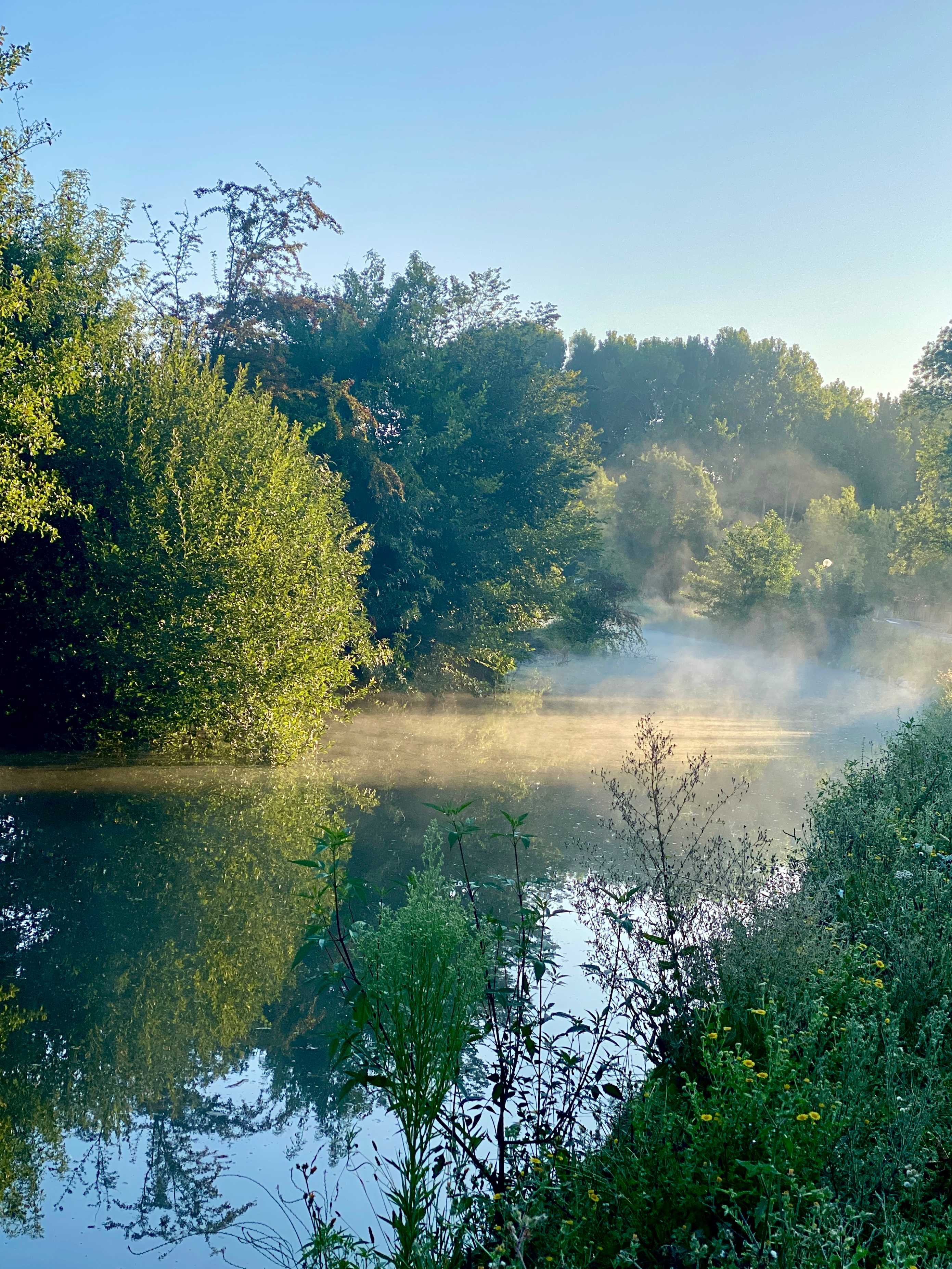 Early morning Kingfisher spotting