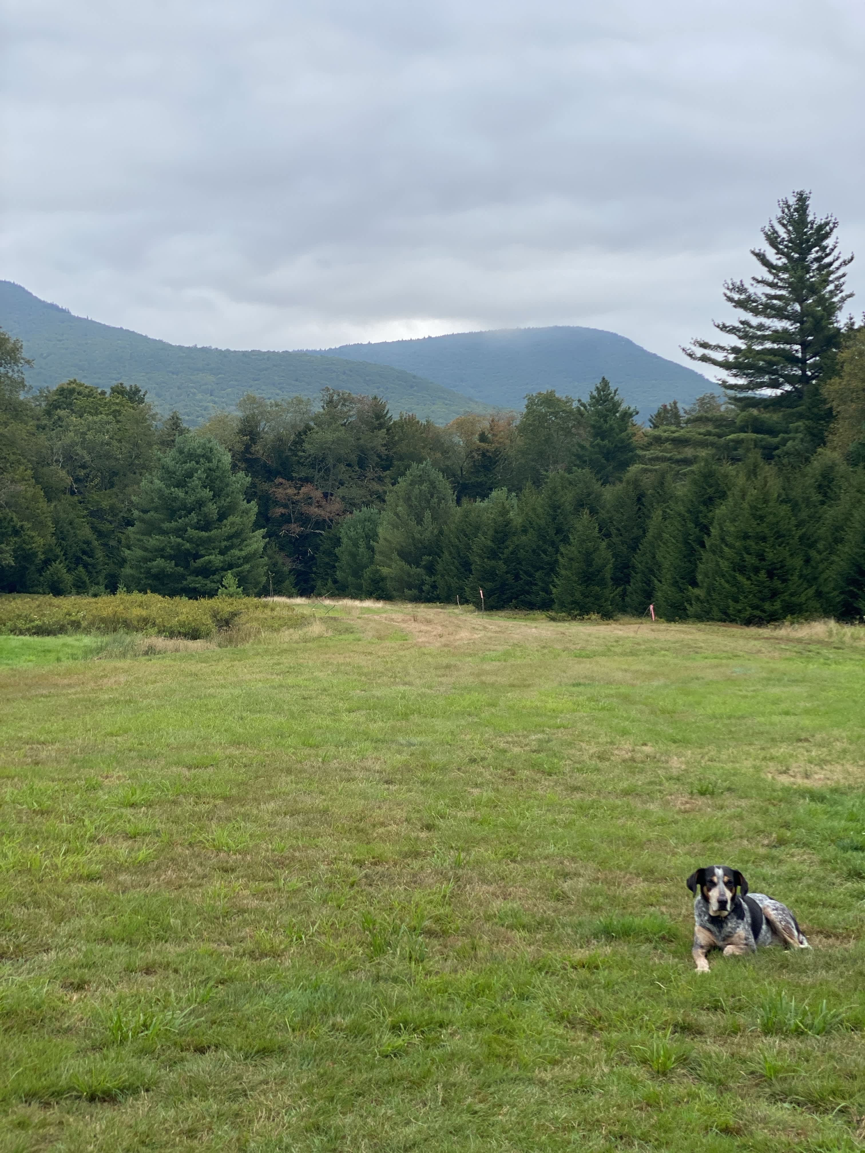 High Peak Meadows