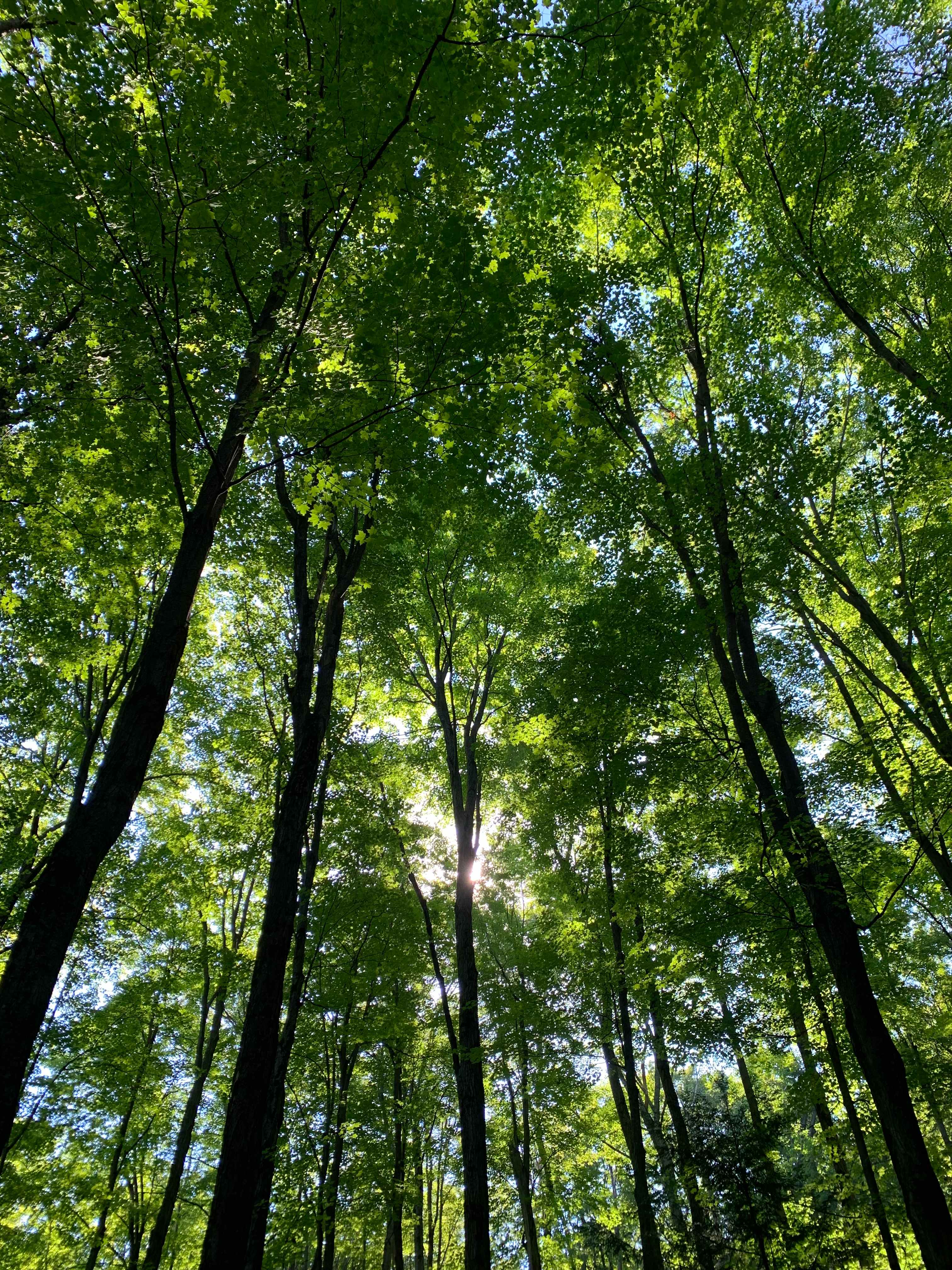 Forest Bunkie on Bruce Trail