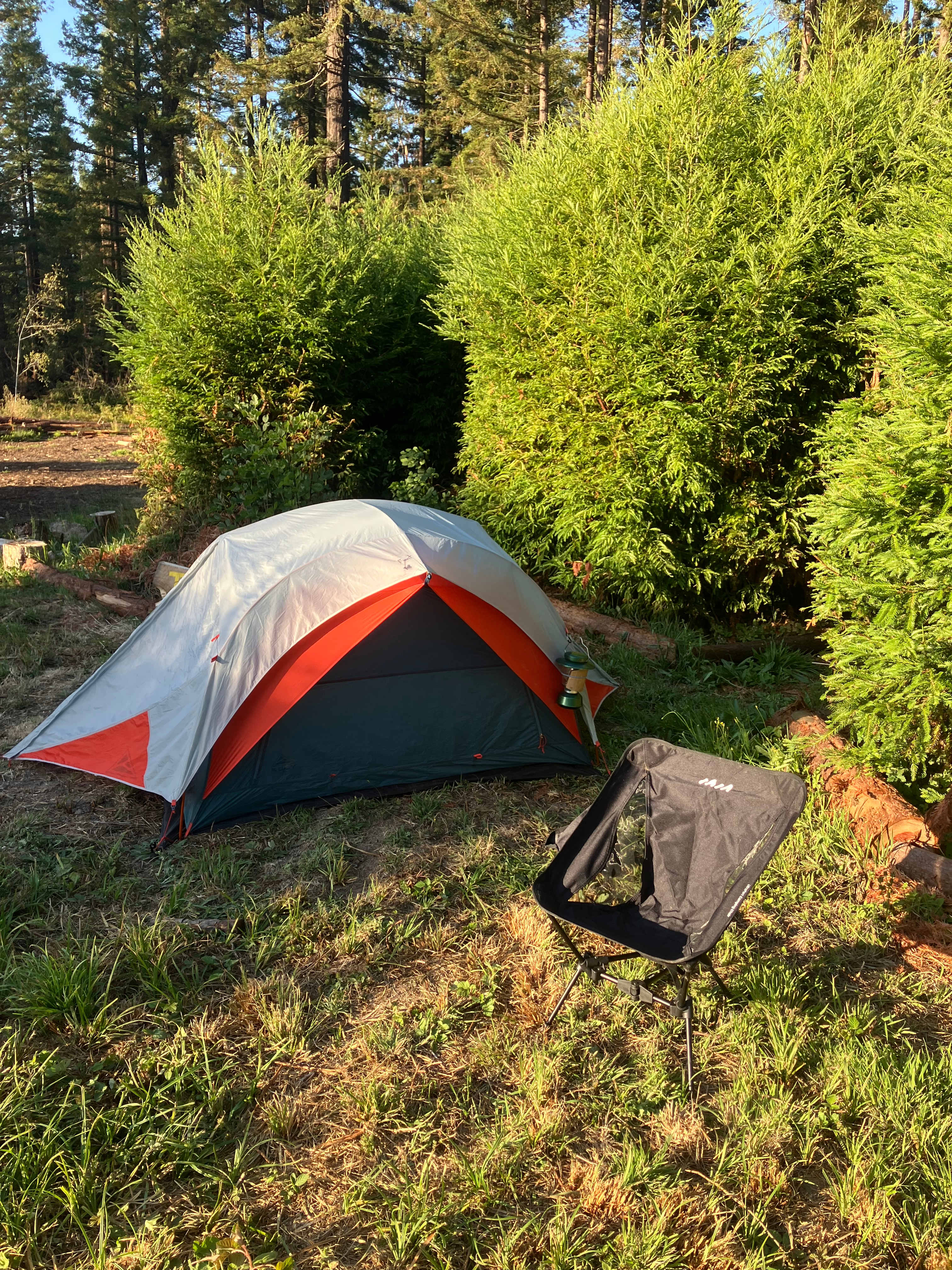 Under the trees