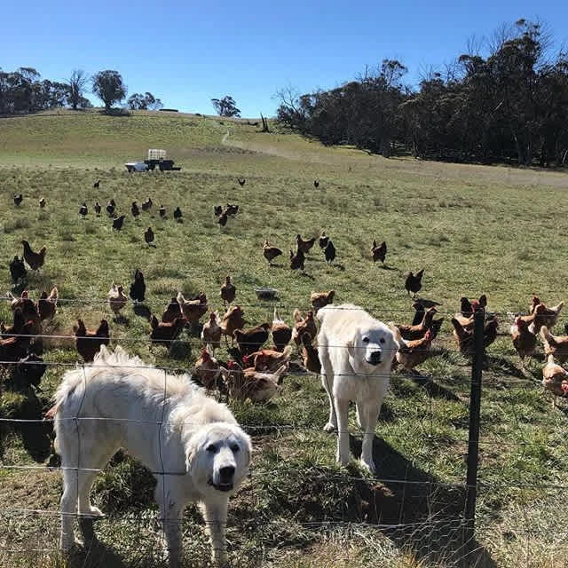 Avonside Alpine Estate