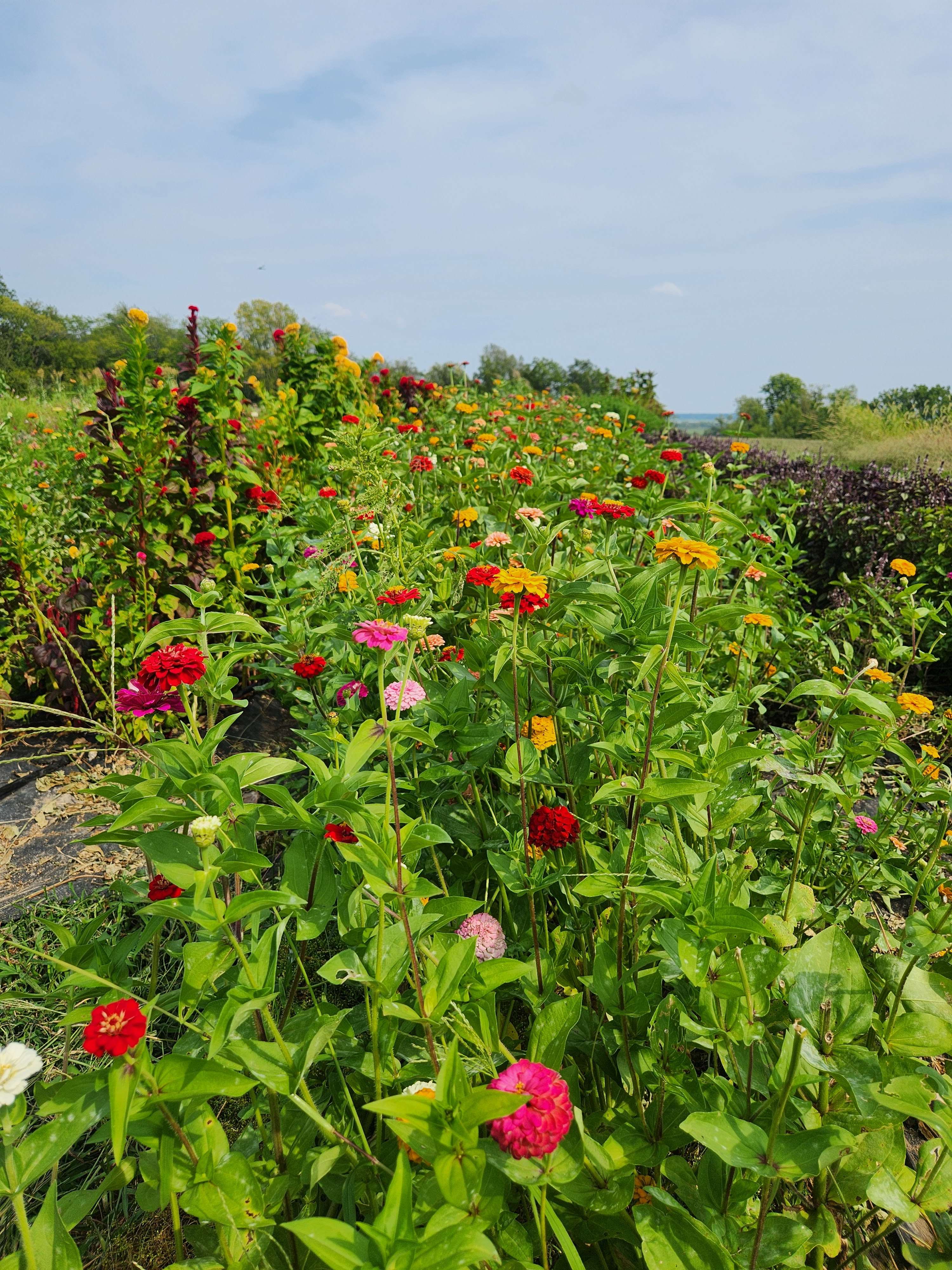 Black Sheep Flower Farm